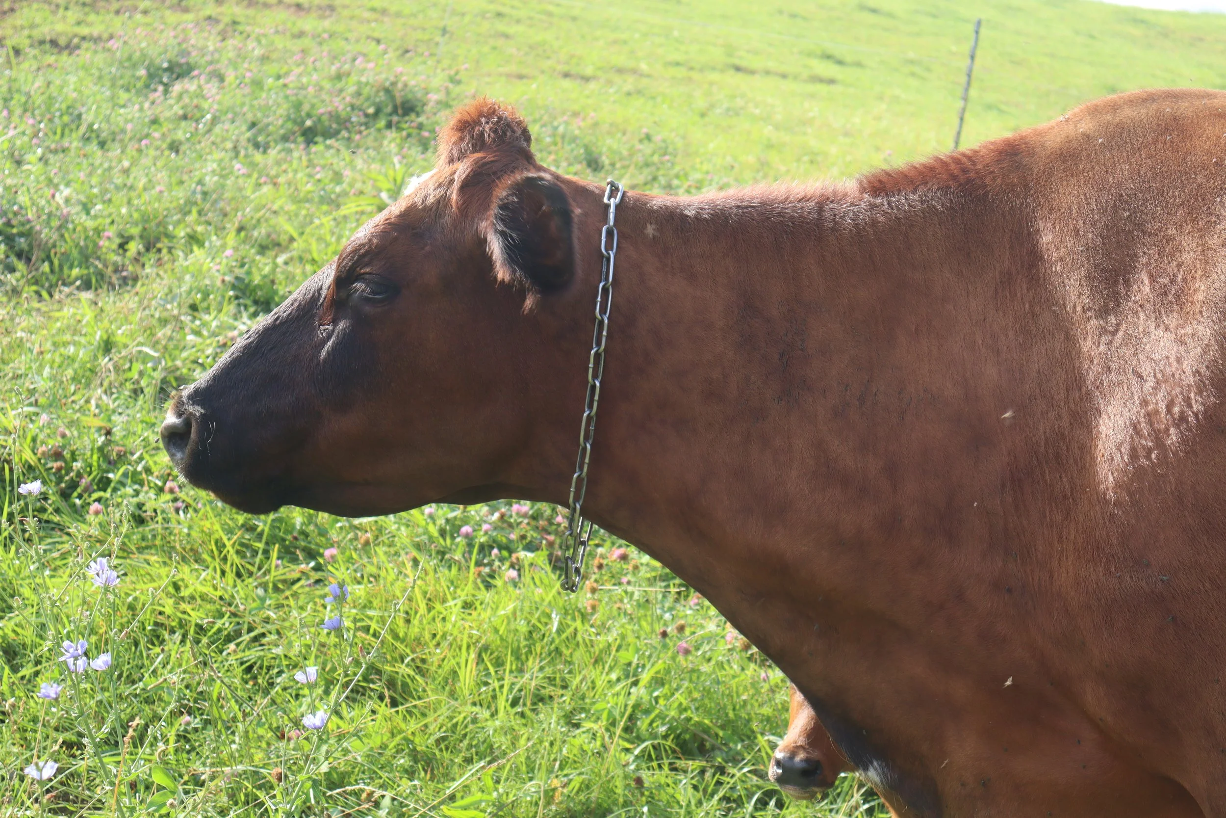 Looking for Raw Milk in Louisville, KY?