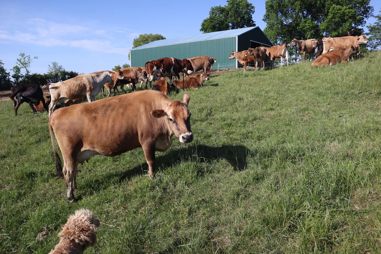 Sunny Pastures Jersey cows on pasture at the Kentucky family dairy