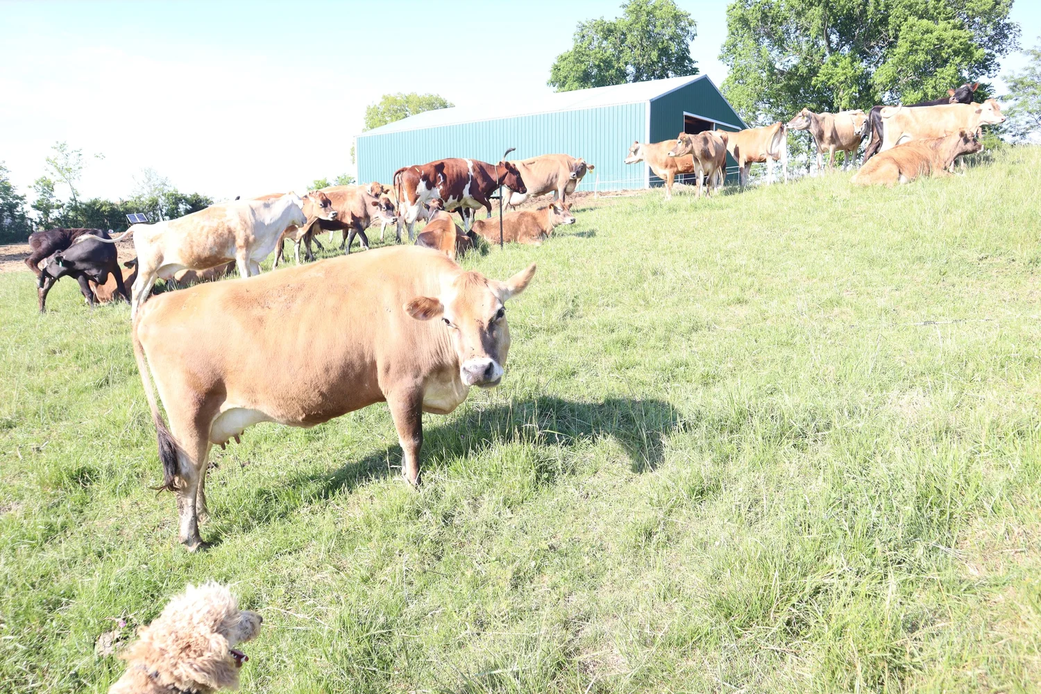 Raw A2A2 milk near Verona Kentucky from Sunny Pastures Dairy