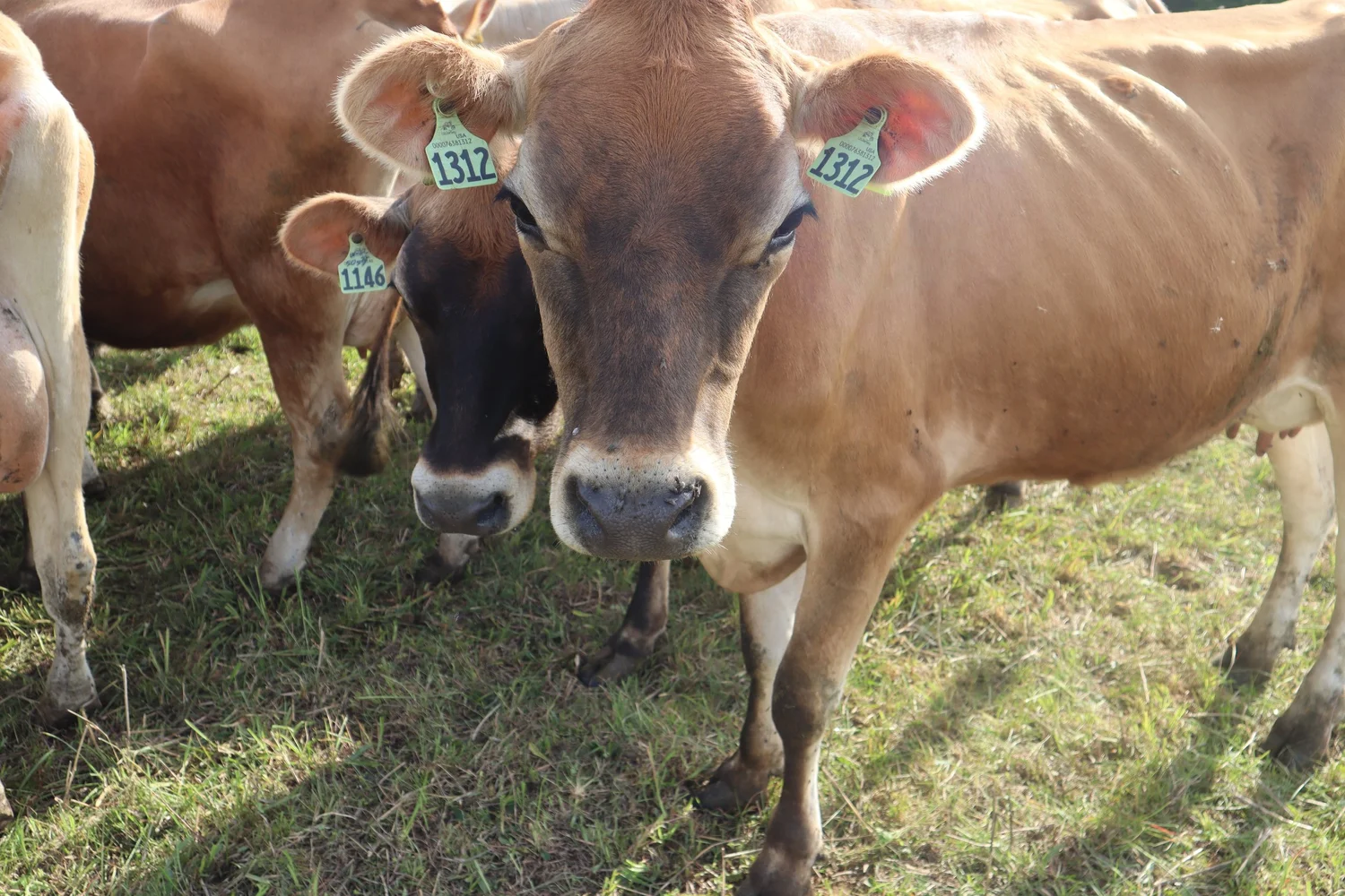 Raw A2A2 milk near Danville Kentucky from Sunny Pastures Dairy