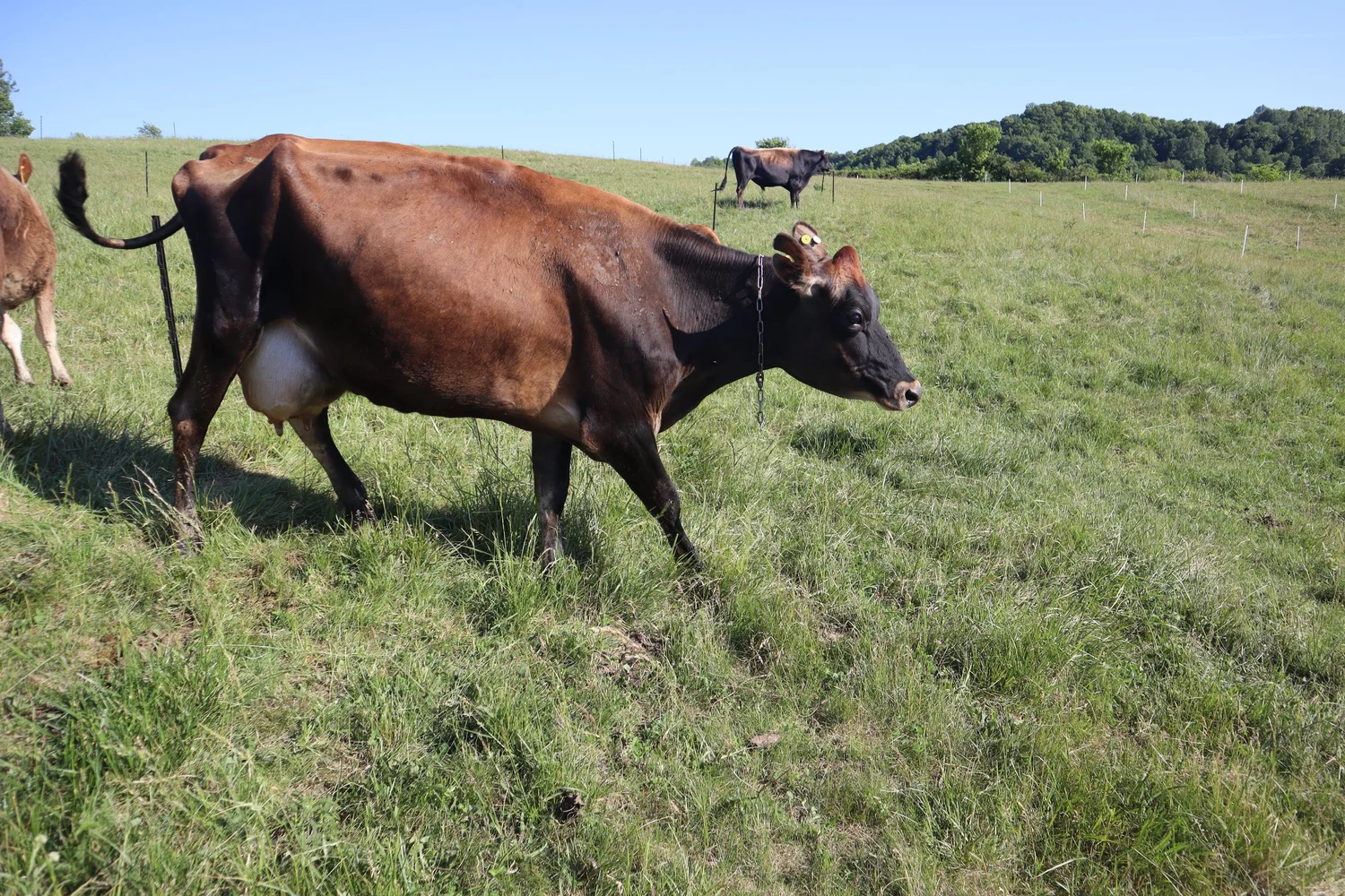 Raw A2A2 milk and farm fresh foods near Bardstown Kentucky from Sunny Pastures Dairy