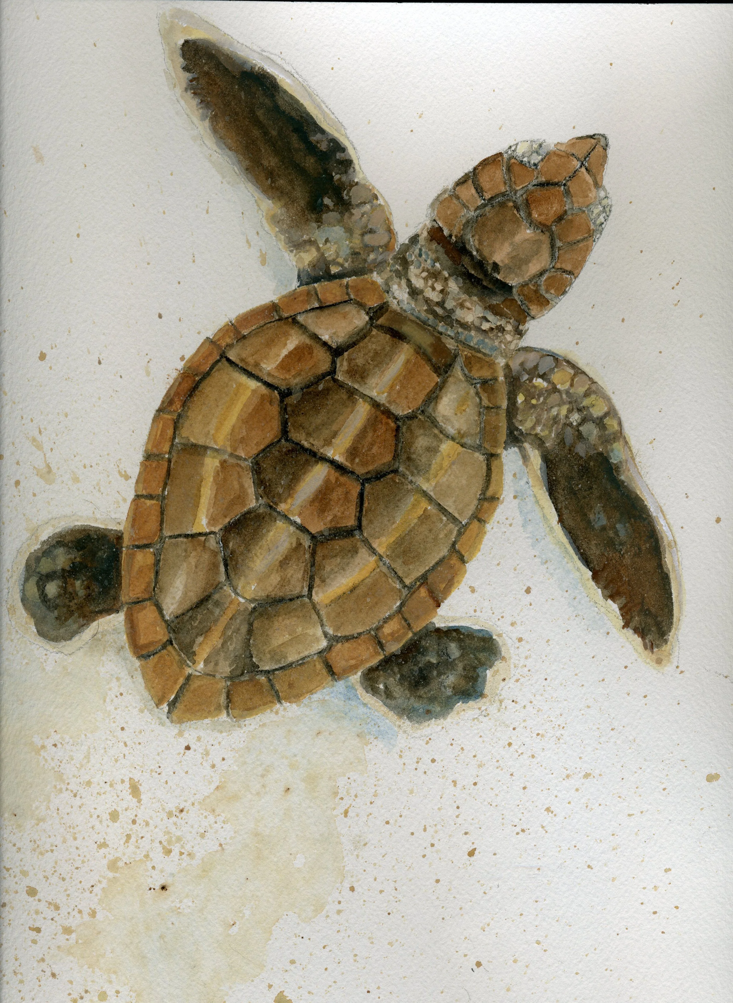 turtle with sand001.jpg