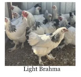 brahma.jpg