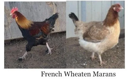 french.jpg