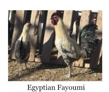 egyptian.jpg