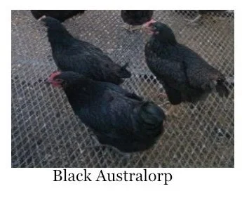 australop.jpg