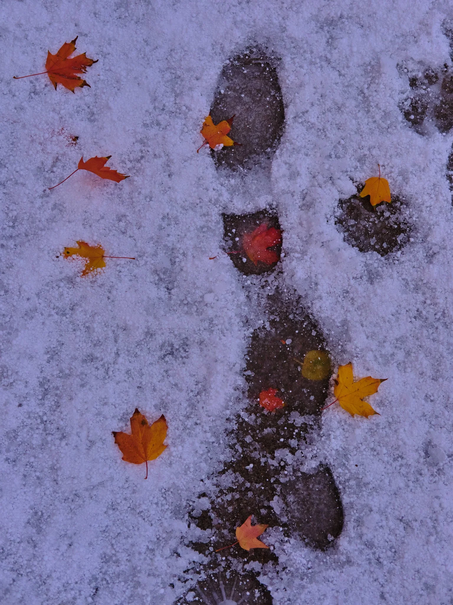 DSCF7427.jpg