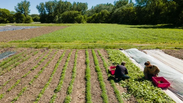 Donate to Northeast Organic Farming Association of Vermont