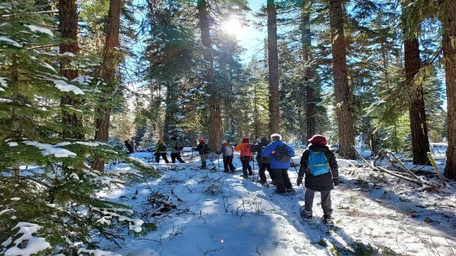 A group of people hiking through a snowy forest with tall trees and sunlight filtering through.