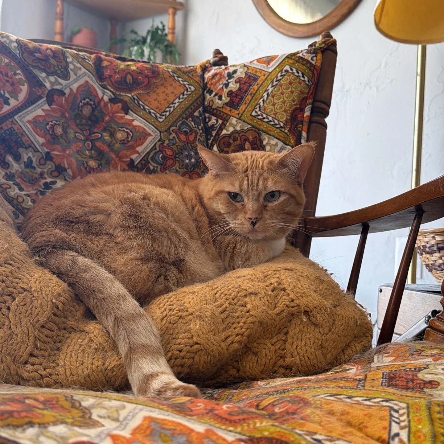 The best part about thrifting is seeing my pets love the items as much as me. I found this chair recently and Valerie has officially claimed it as her throne 🐱