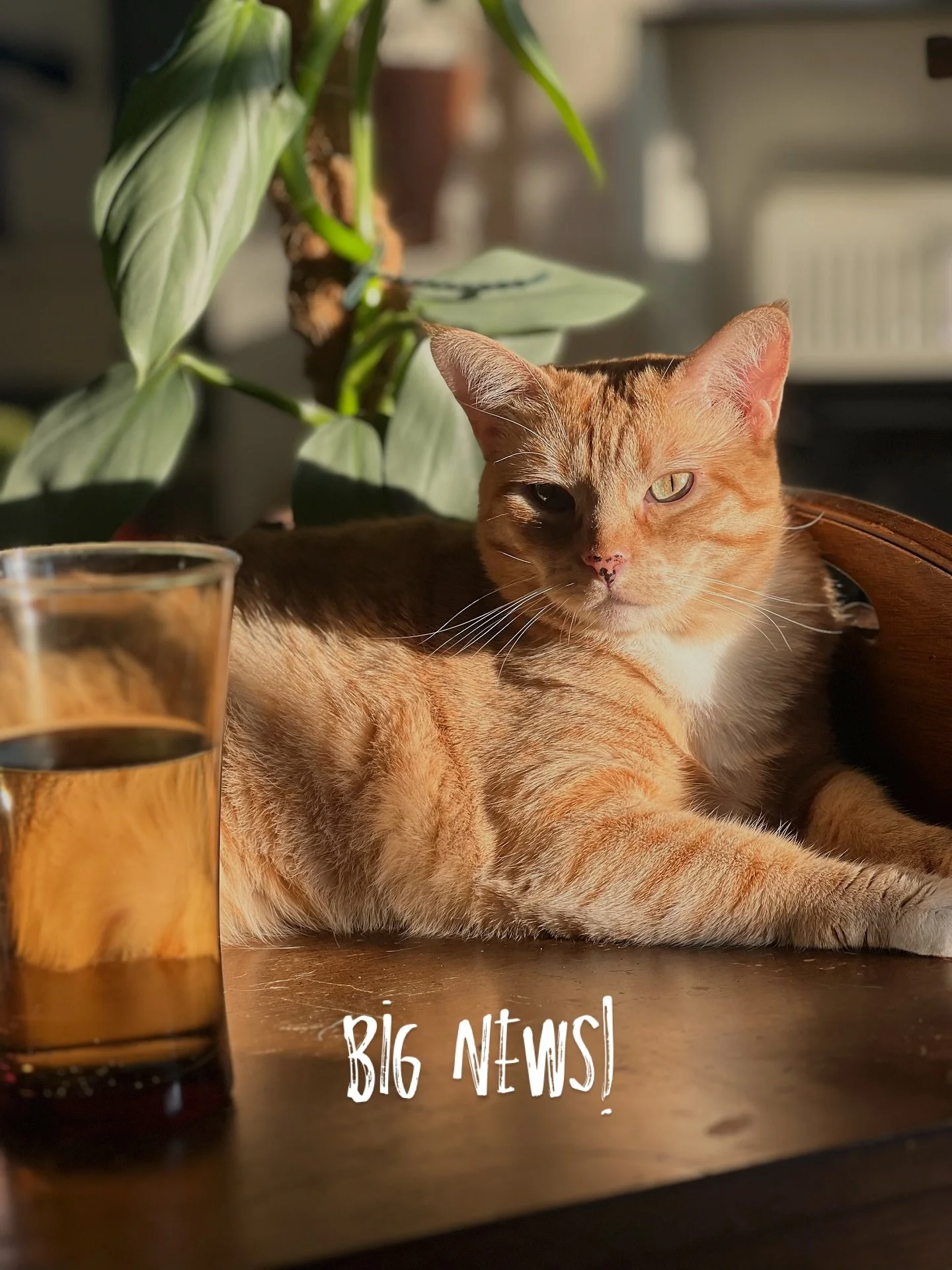 BIG NEWS 🛍️✨

Booths are officially secured &mdash; and Sprout &amp; Sage Vintage Co. is coming to Tulsa + OKC starting this month!

From dreamy brass and moody glass to retro kitchen gems and soulful home goods&hellip; you&rsquo;ll soon be able to 