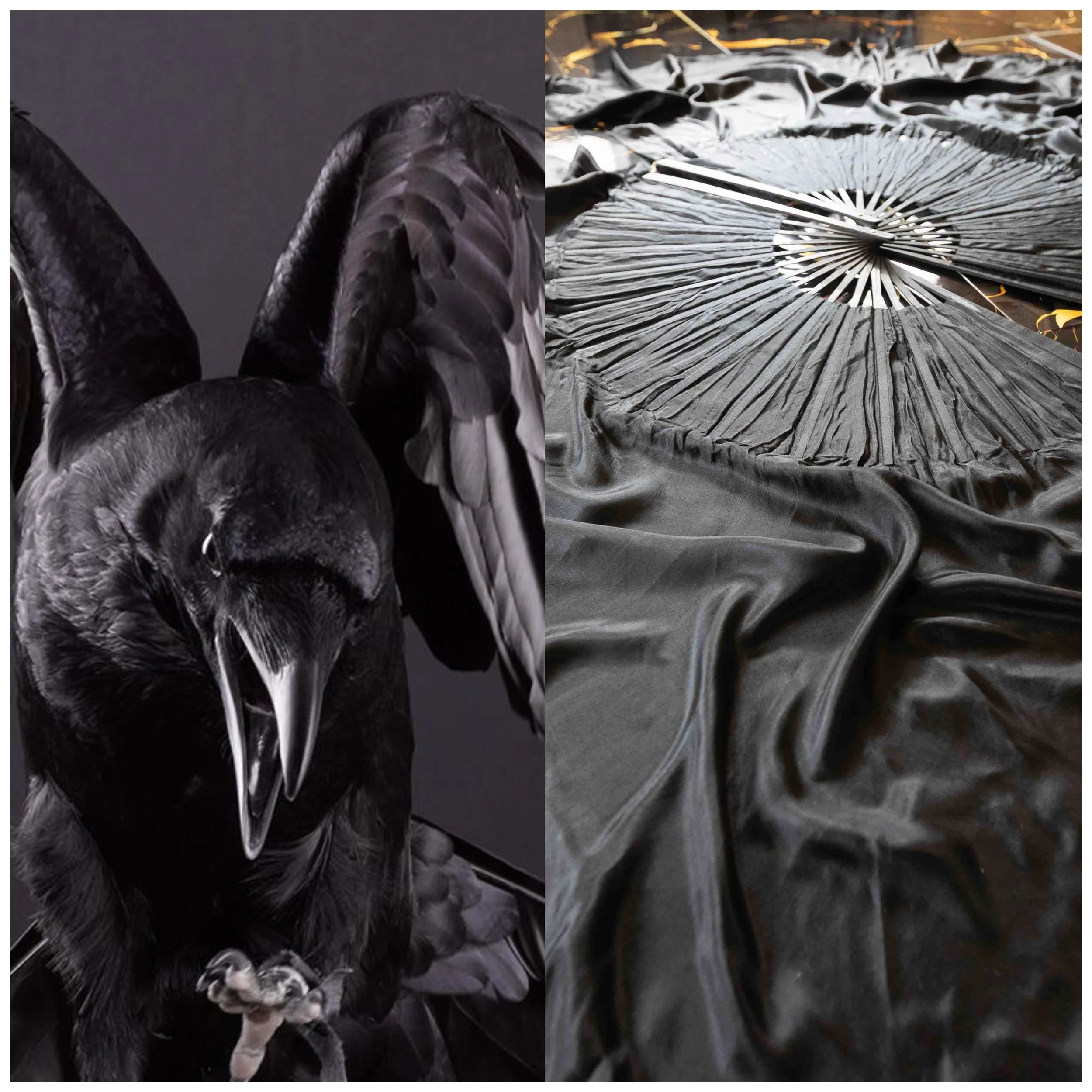 Raven.jpg