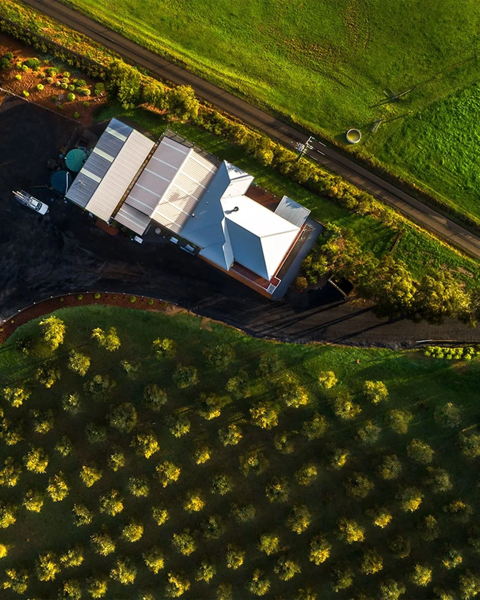 Krowera Hill Olive Grove.jpg