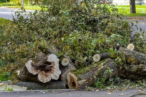 A pile of cut tree logs and branches on the side of a road, with some green leaves and foliage on and around the logs.