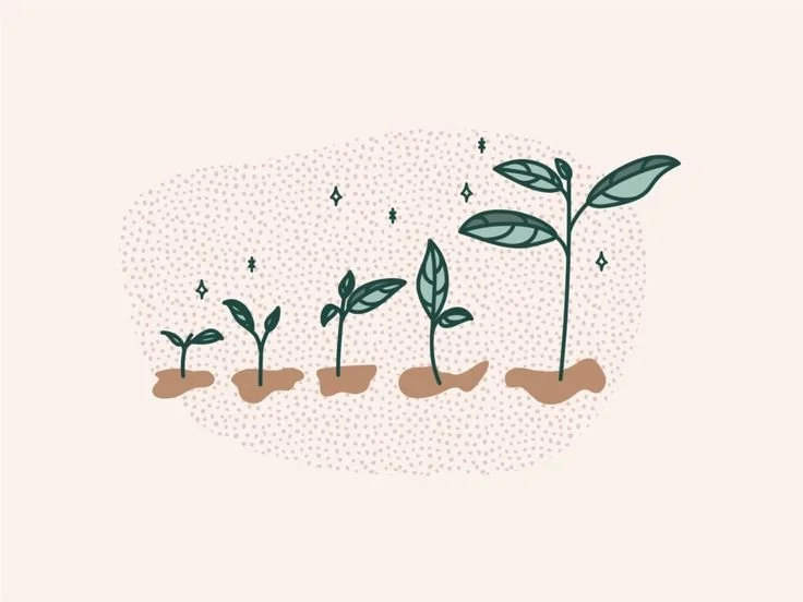 Illustration of the growth stages of a plant from seed to mature plant