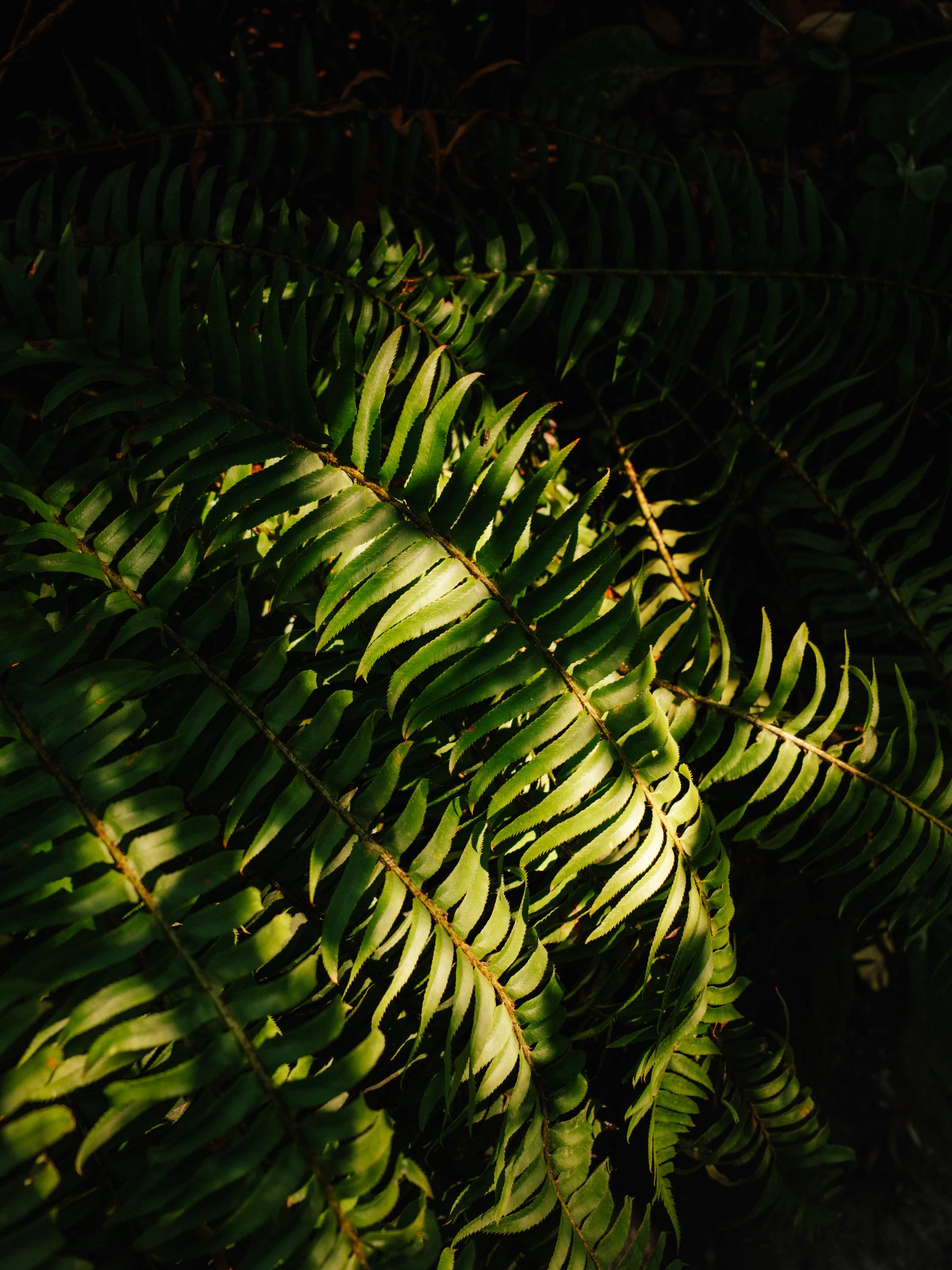 DSCF5462.jpg