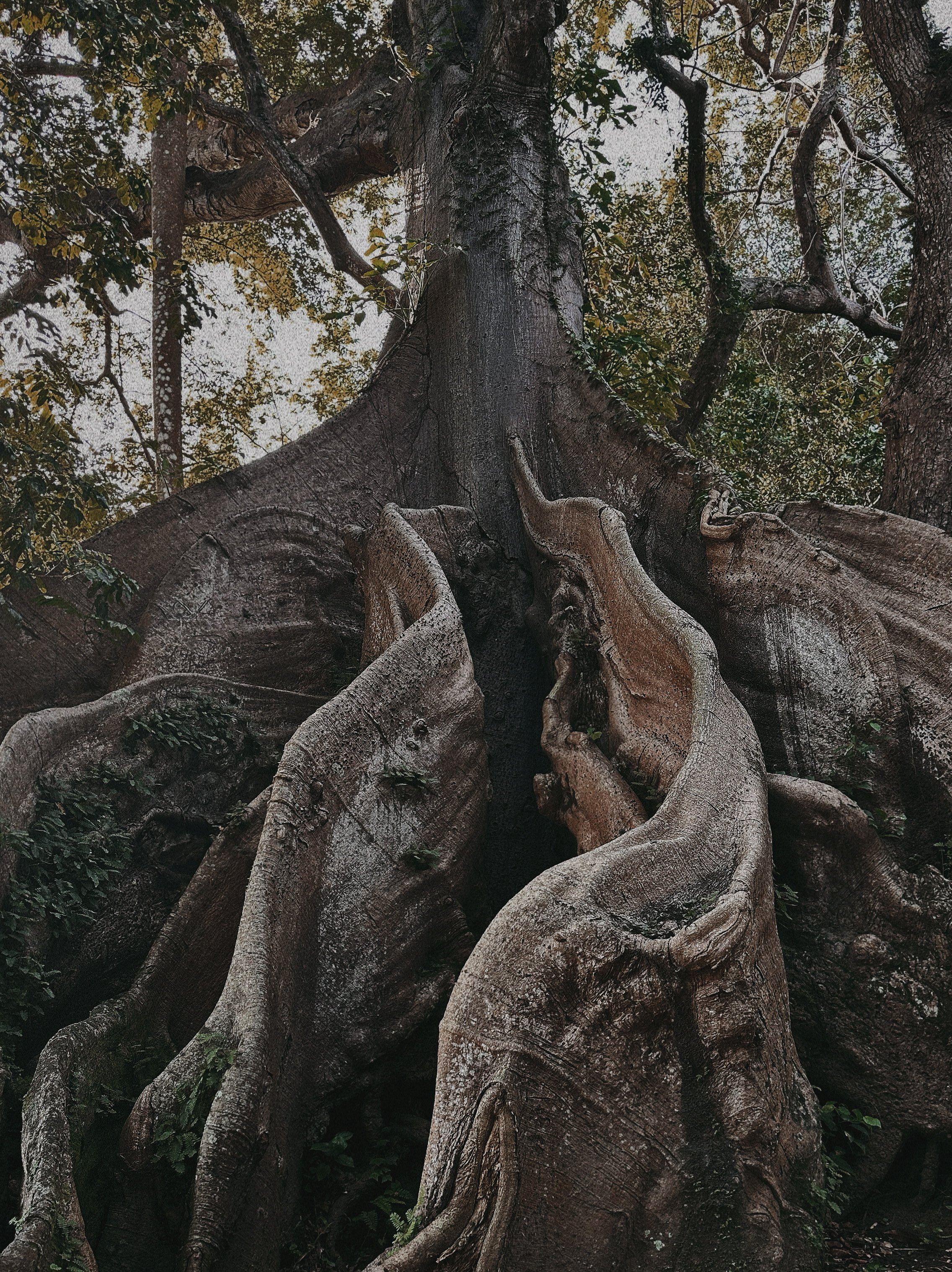 The famous Ceiba tree in Patillas, Puerto Rico.