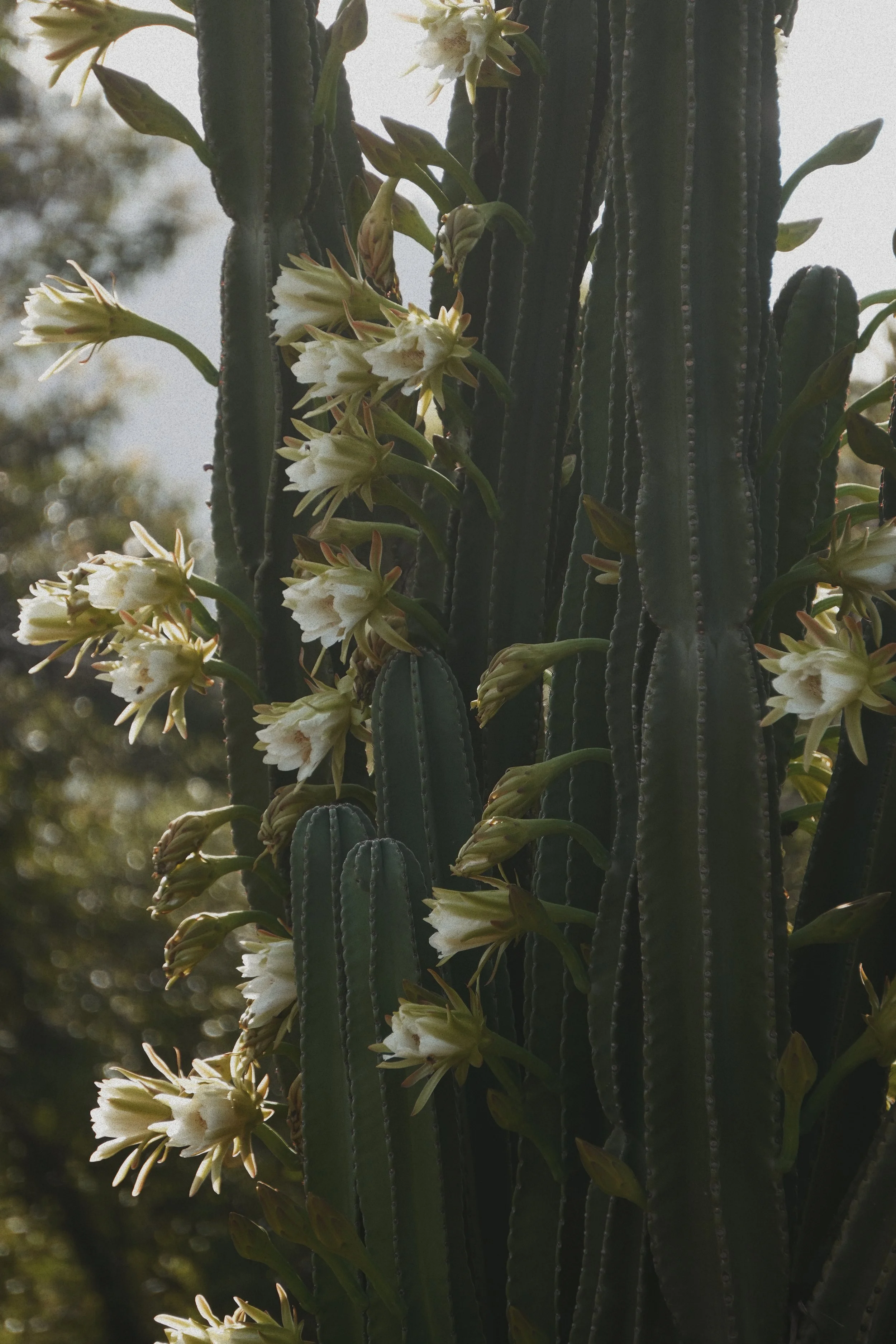 Close-up of a tall cactus with white flowers blooming along the ridges.