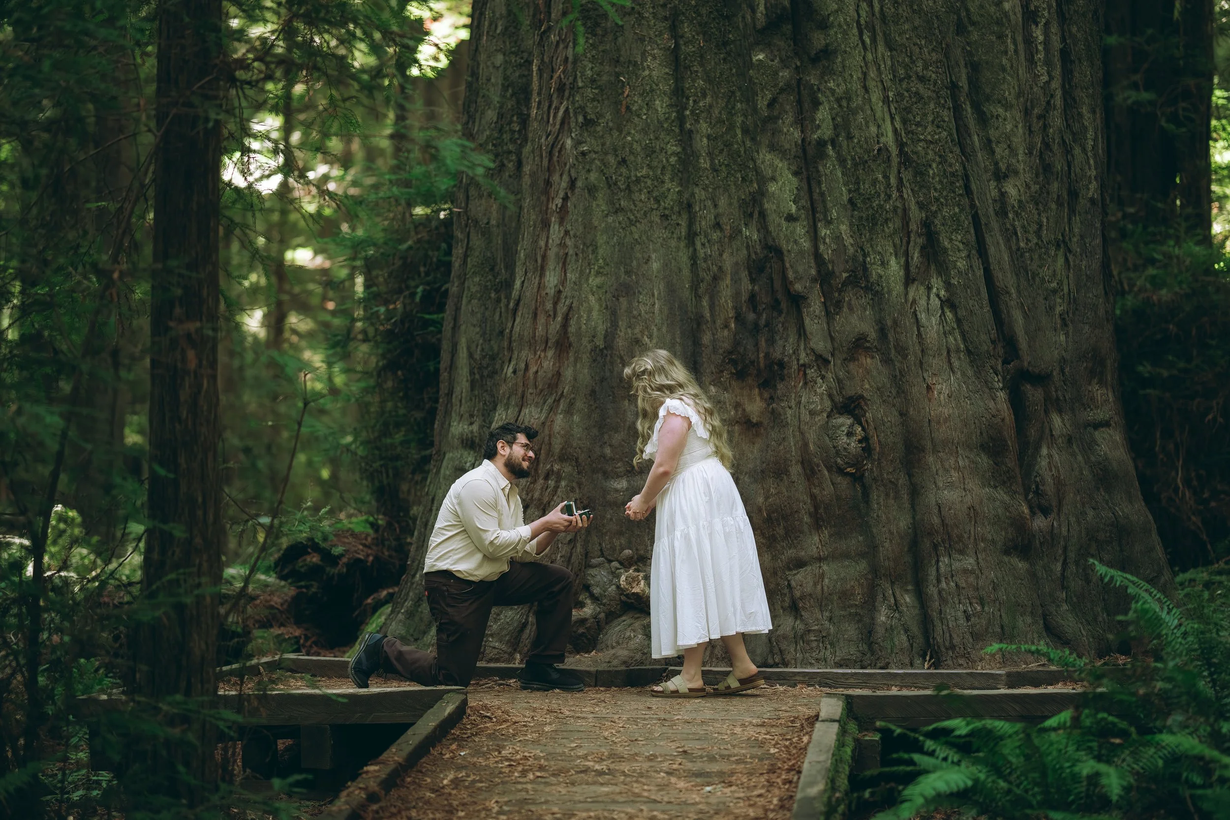 Surprise proposal at Founders Grove Redwoods in Humboldt County California by Tex Kelly Productions - man kneels to propose among towering ancient redwood trees