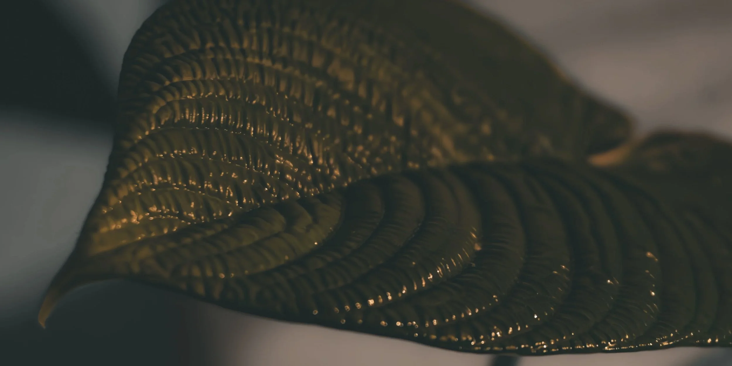 Philodendron lynnhannoniae cf.