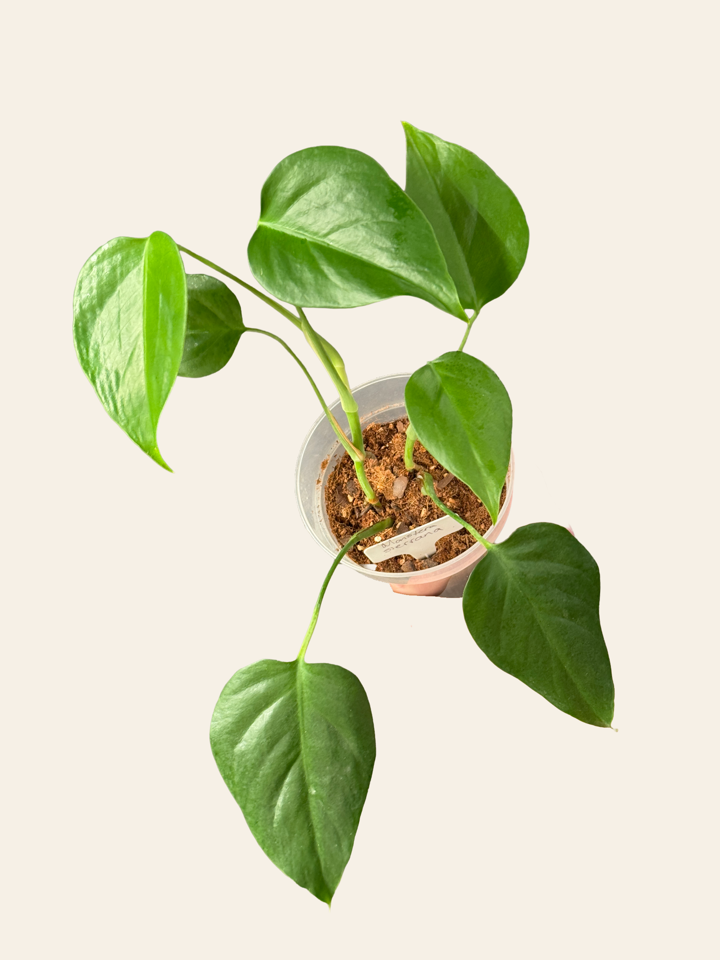 Monstera Sierrana | Exact Plant | Fully Rooted 5.5" Pot