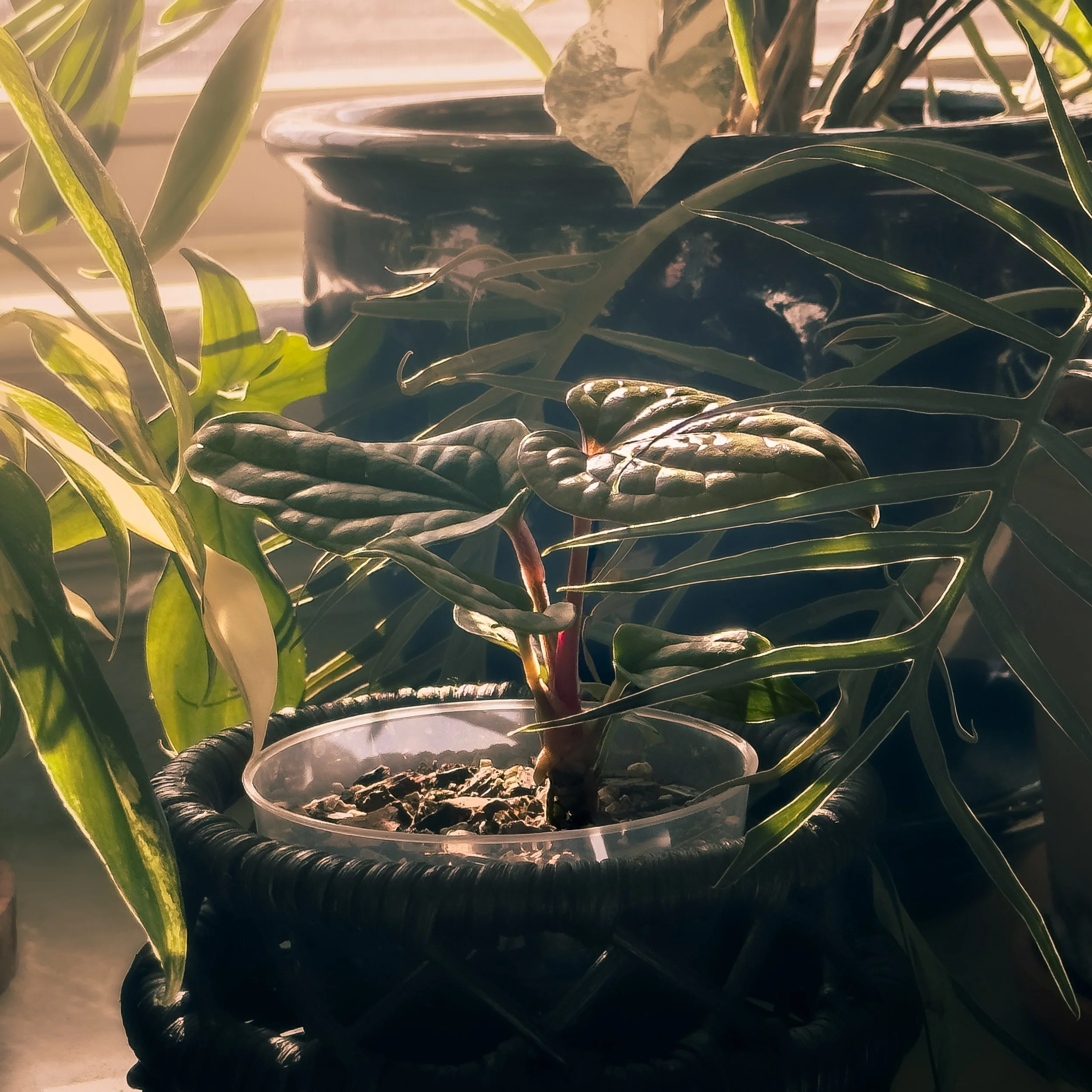 Sunlight shining on potted houseplants with large green leaves, including a Monstera plant, placed near a window.
