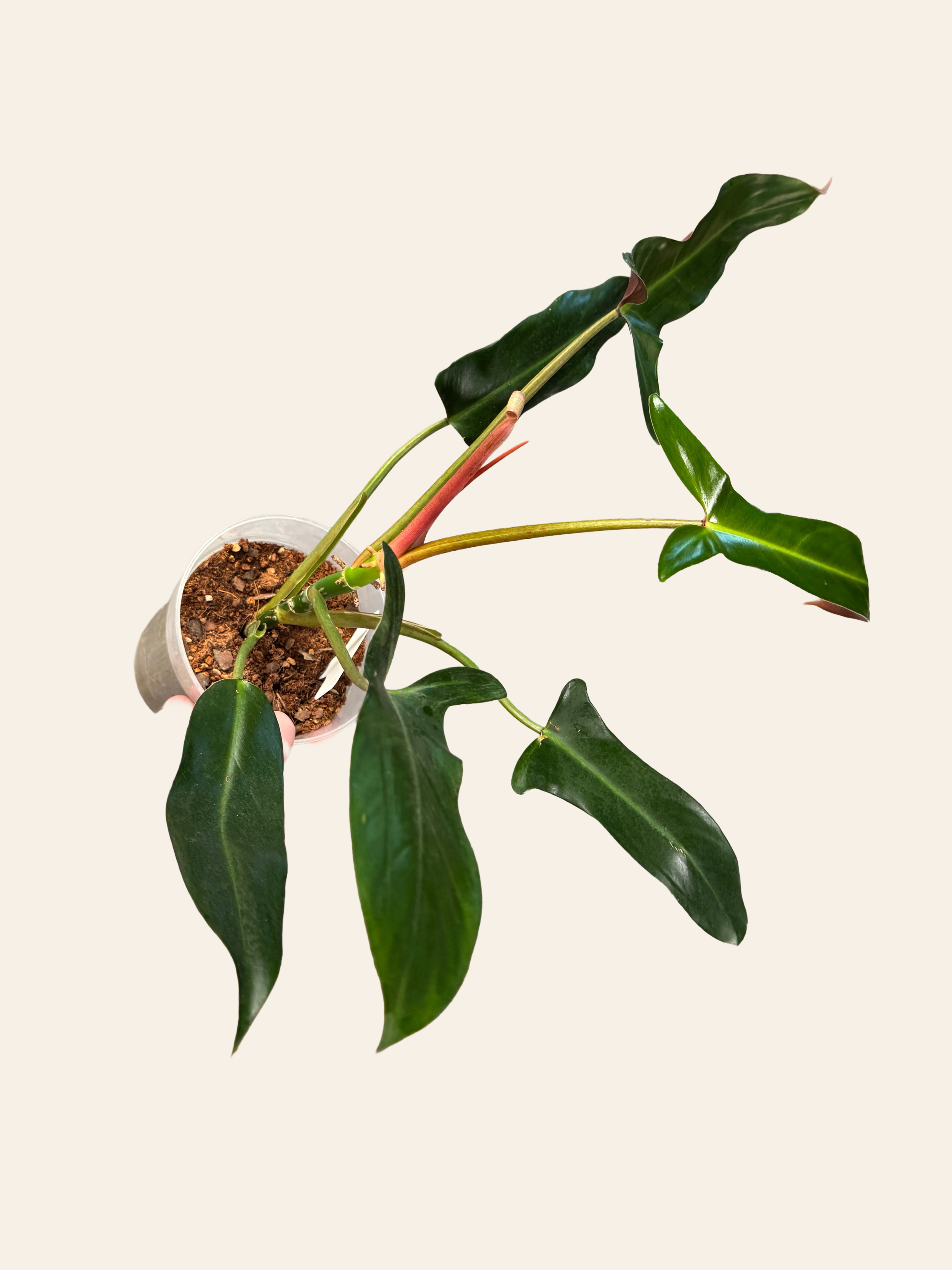 Remove background project-2.png