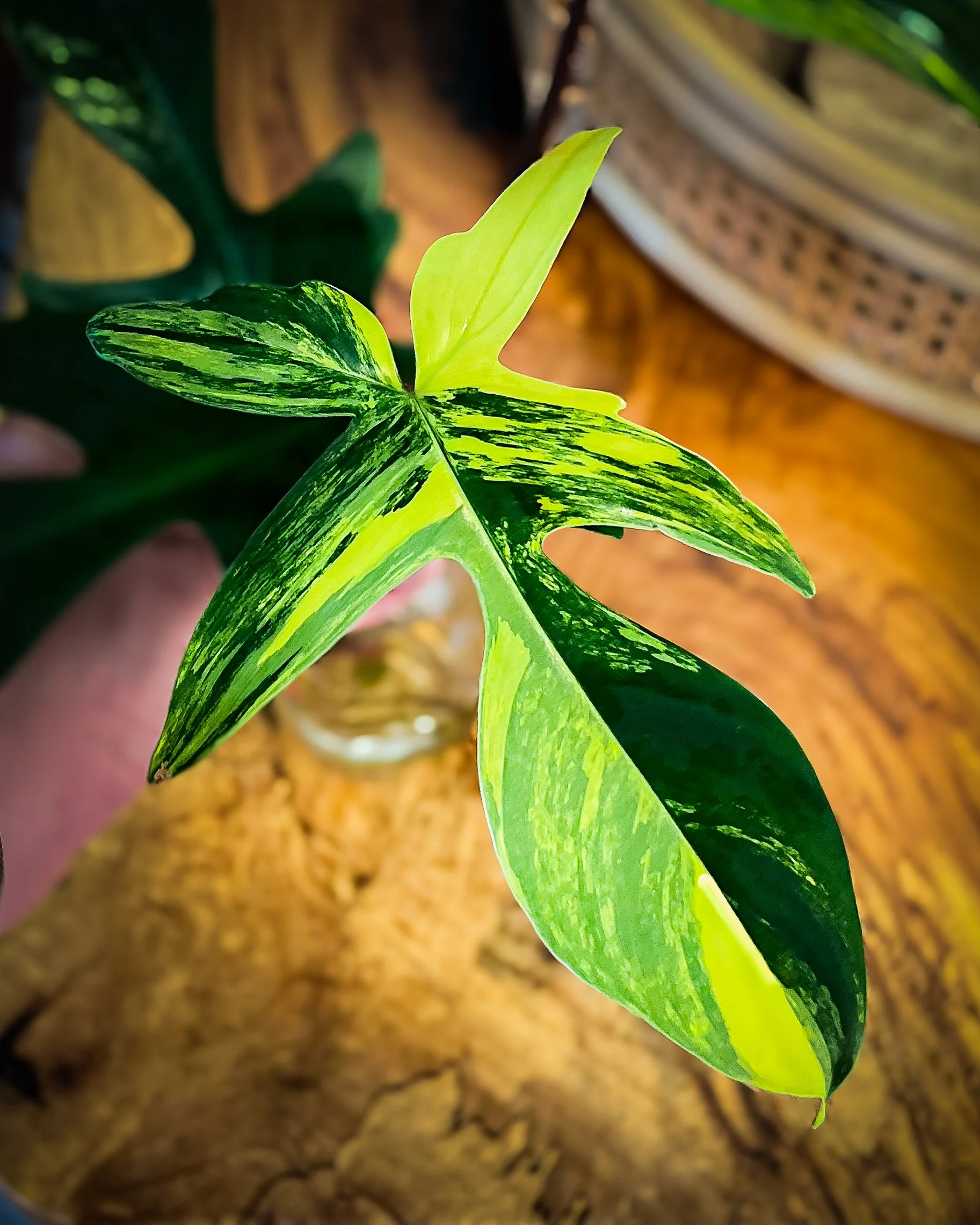 Philodendron Florida Beauty