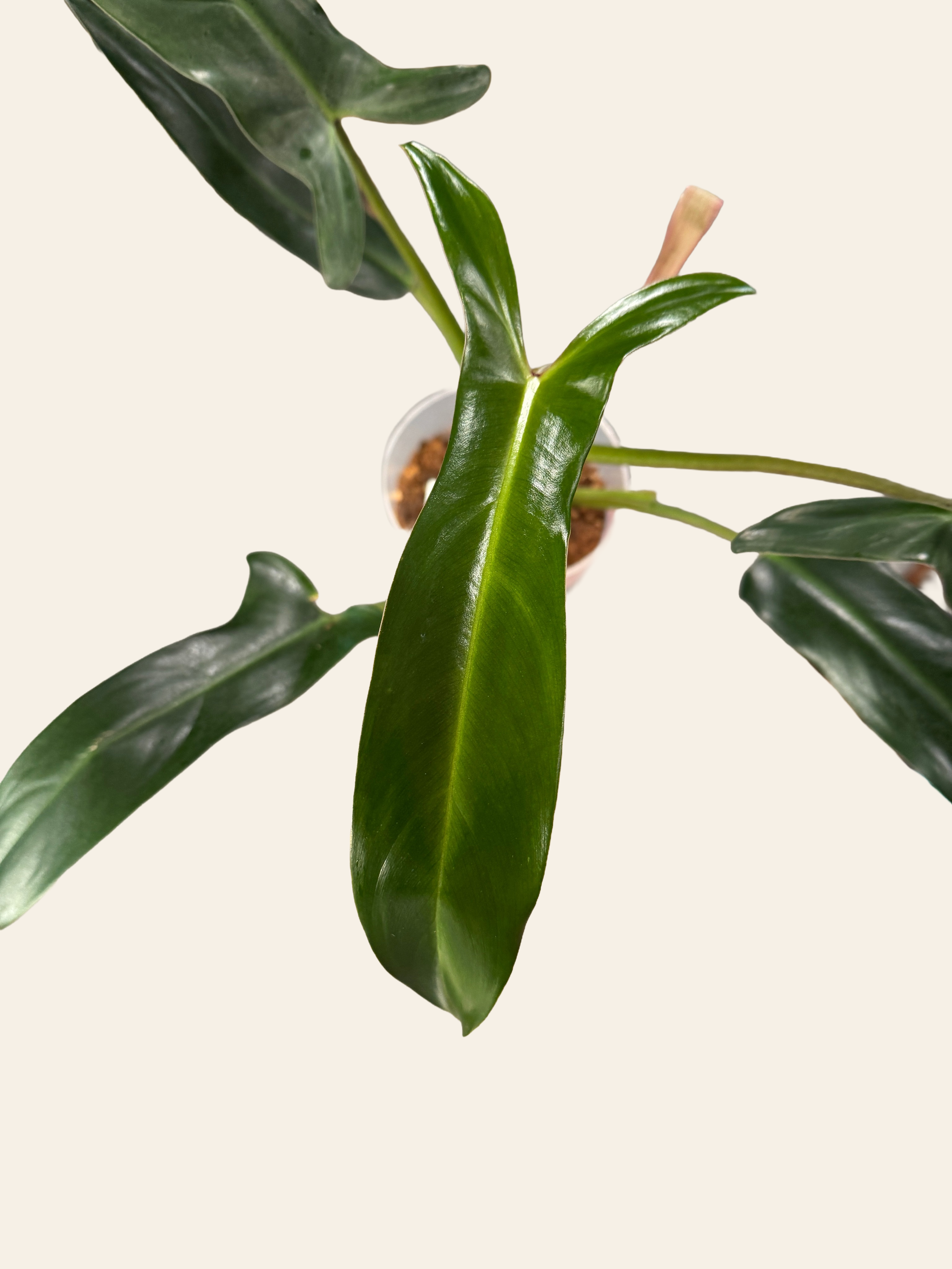 Remove background project.png