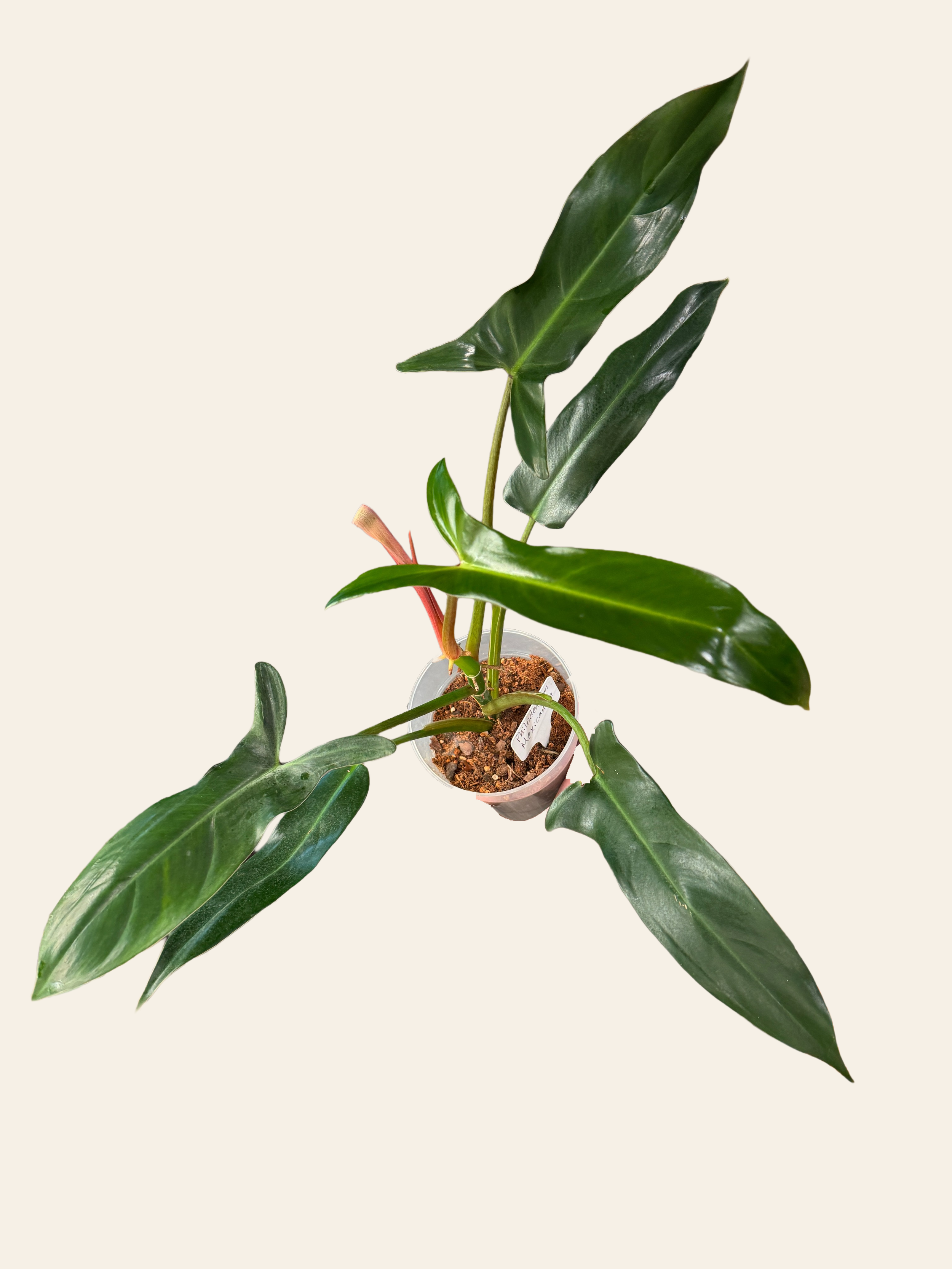 Philodendron Mexicanum | Exact Plant | Fully Rooted 5.5" Pot