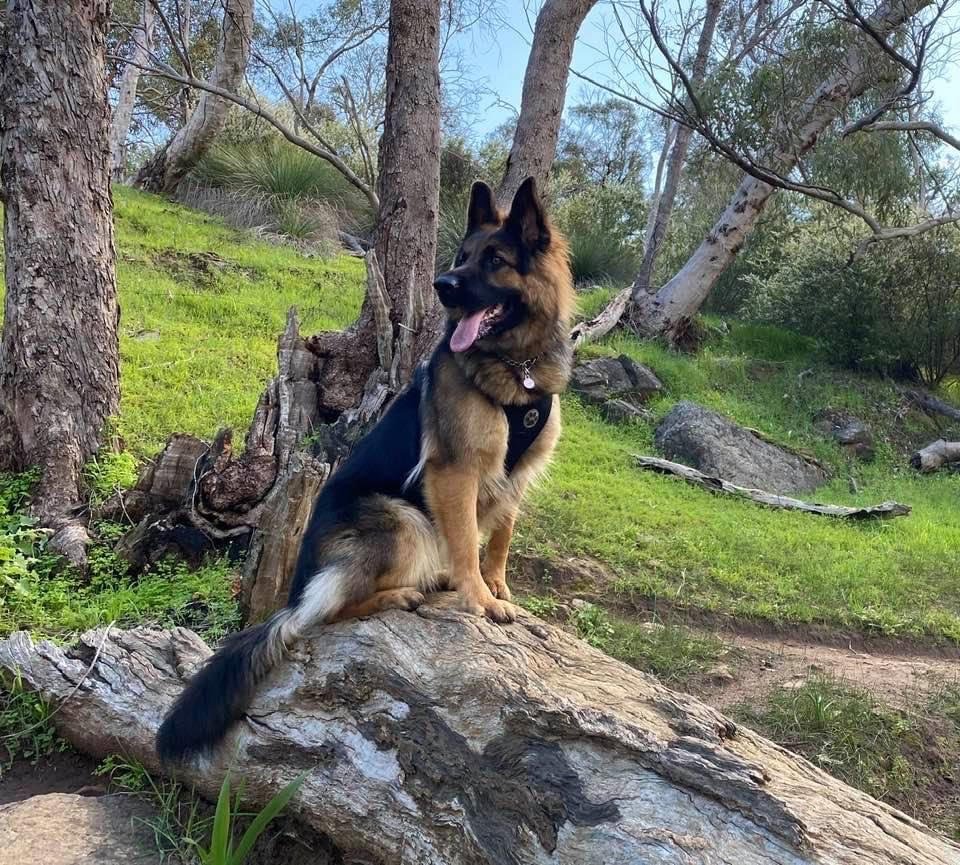 German Shepherd dog sitting on a fallen log in a wooded area with trees and green grass.