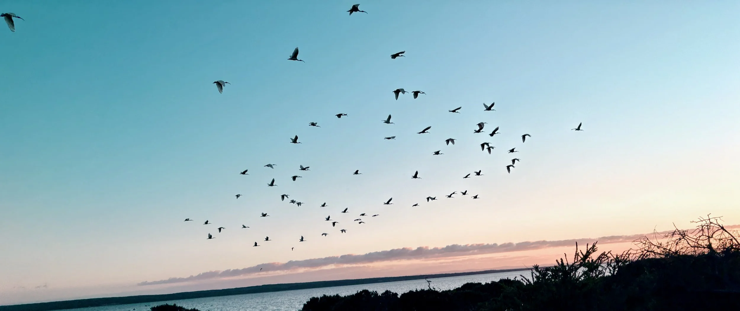 A flock of birds flying over a body of water at sunset or sunrise, with sky transitioning from blue to pink and some bushes in the foreground.