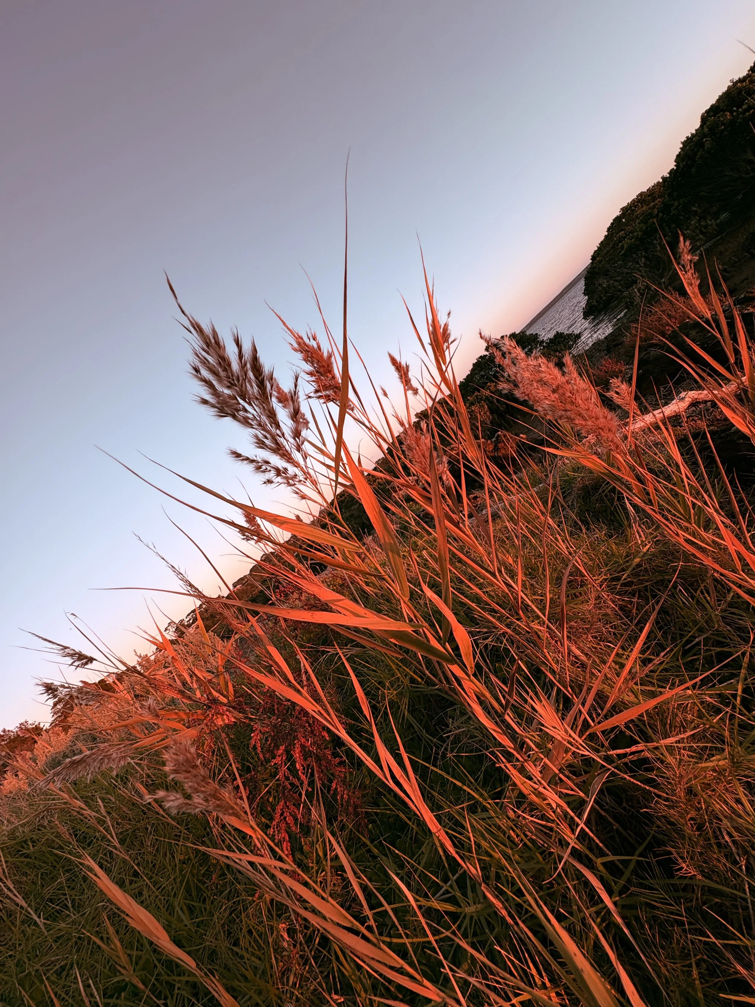Tall grasses illuminated by sunset near a body of water with trees on the horizon.