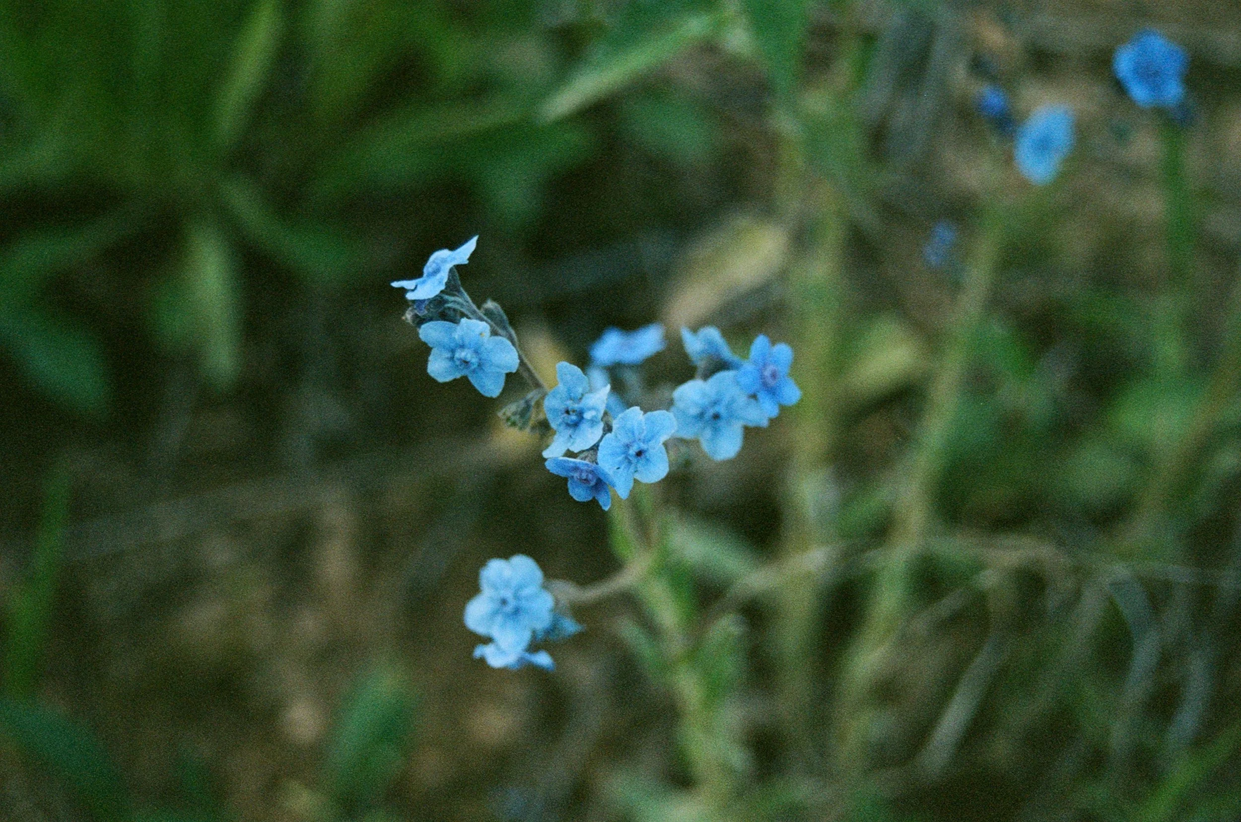 blue flowers called forget me nots in focus with grass growing in the background