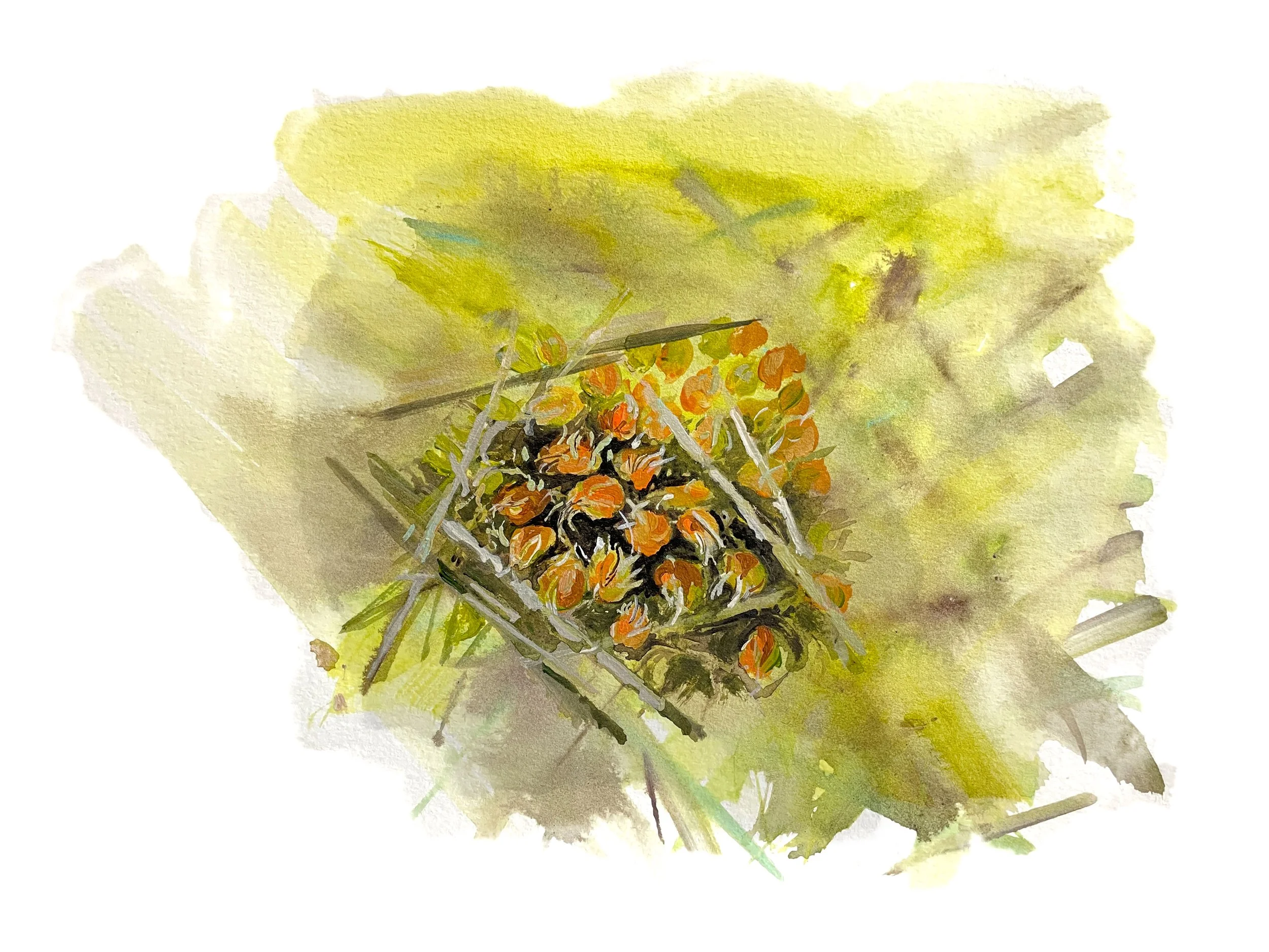 Alkaline Wing-nerved Moss