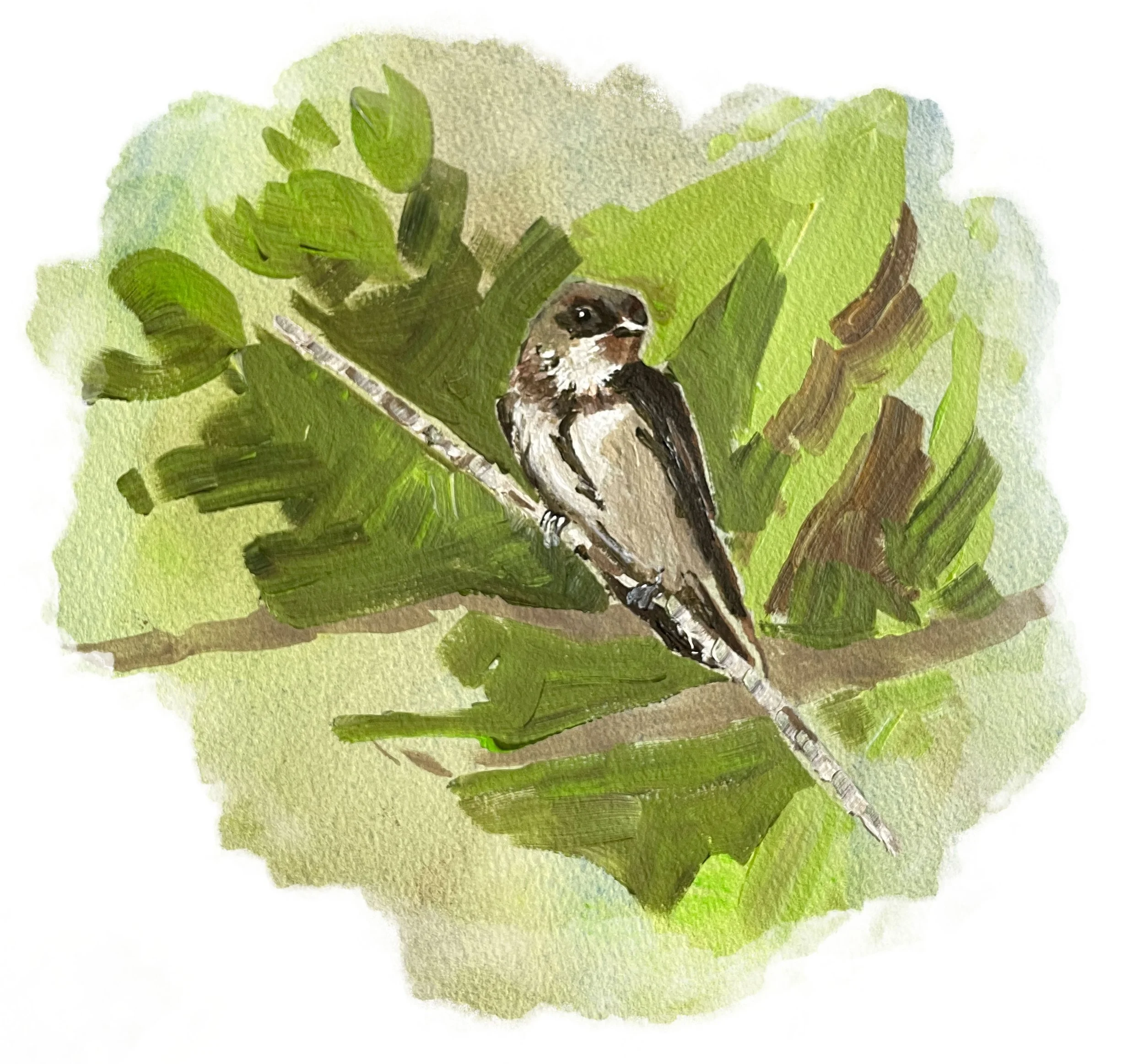 Bank Swallow