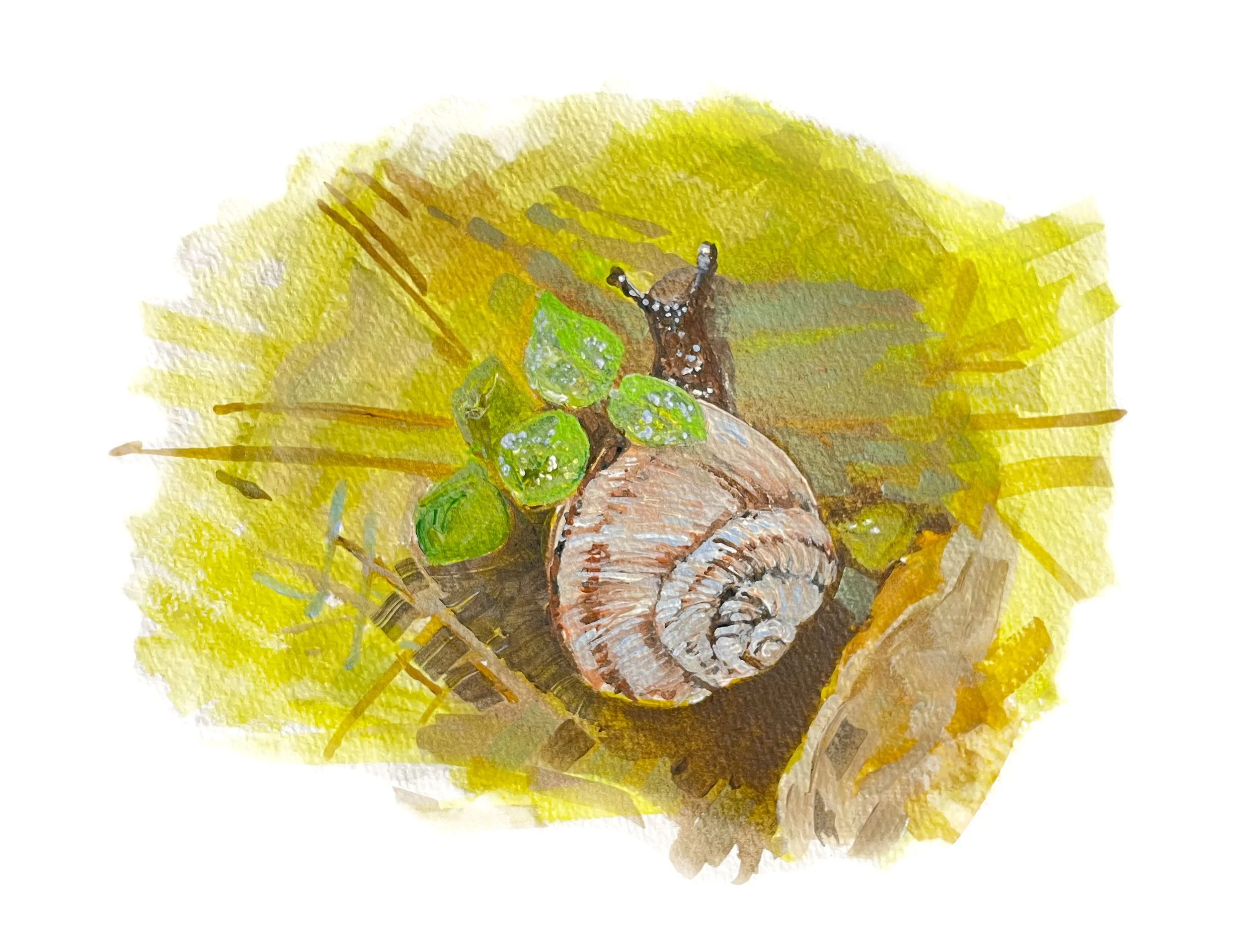 Black Hills Mountain Snail