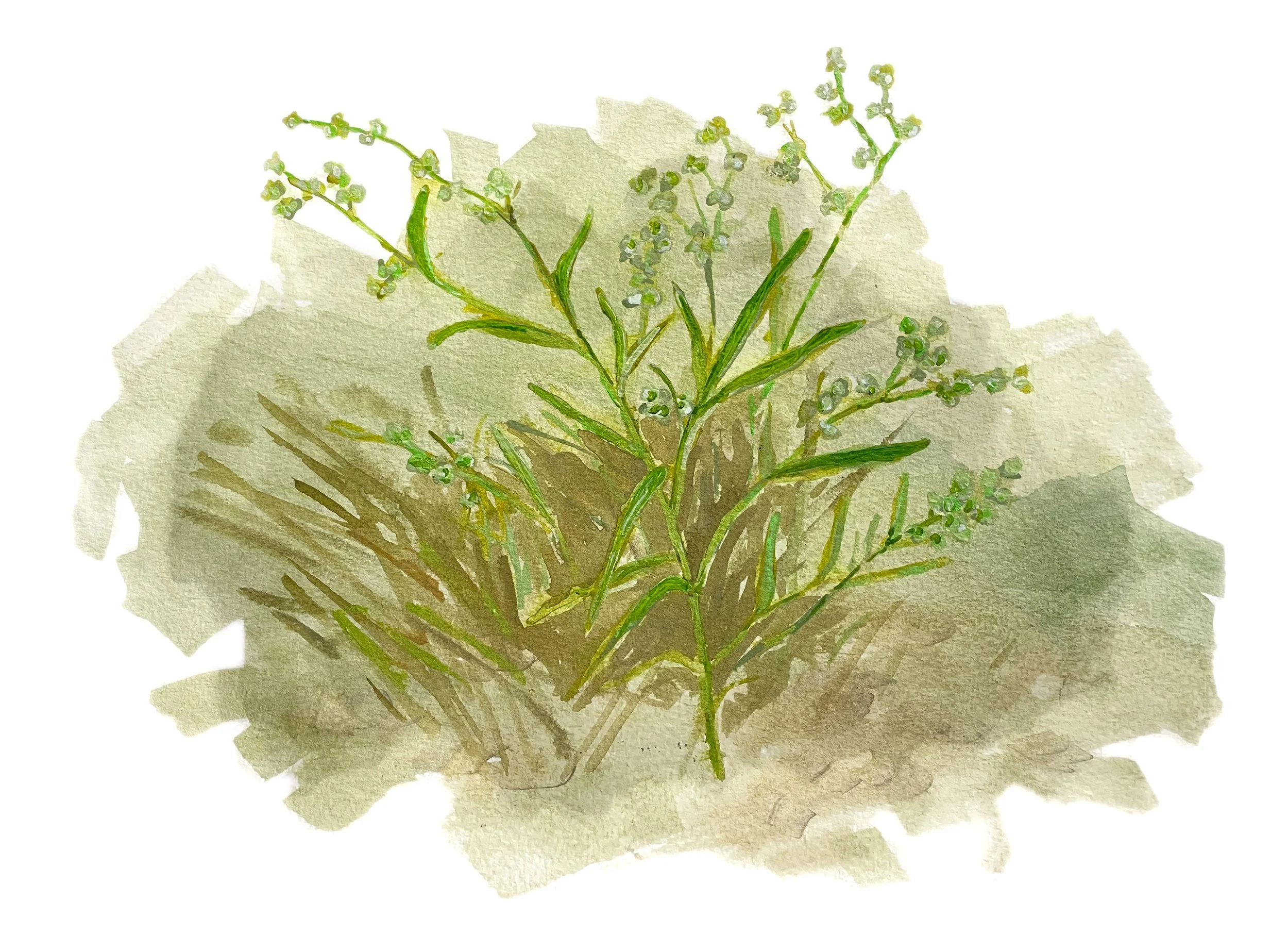 Smooth Goosefoot