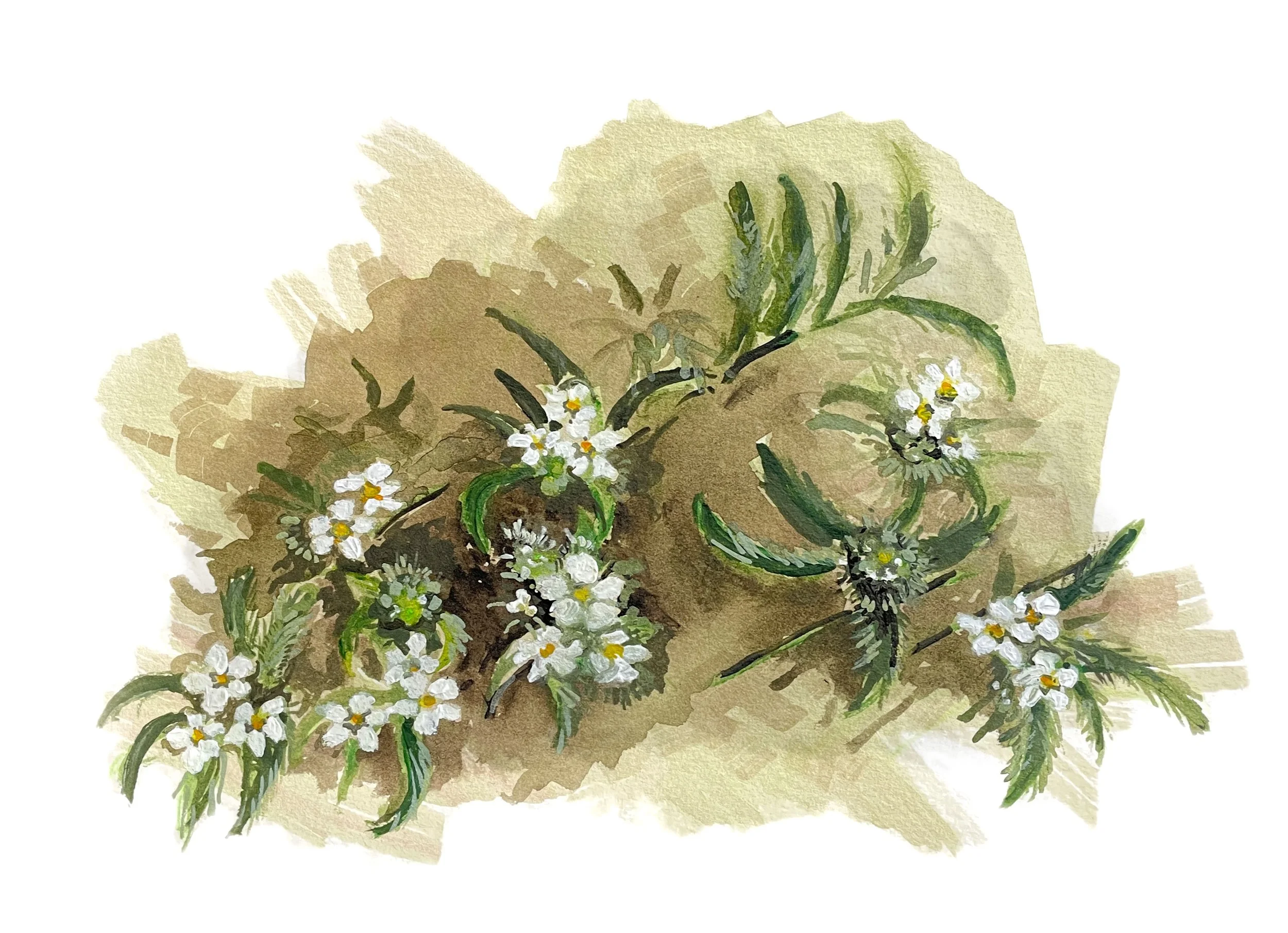 Tiny Cryptantha