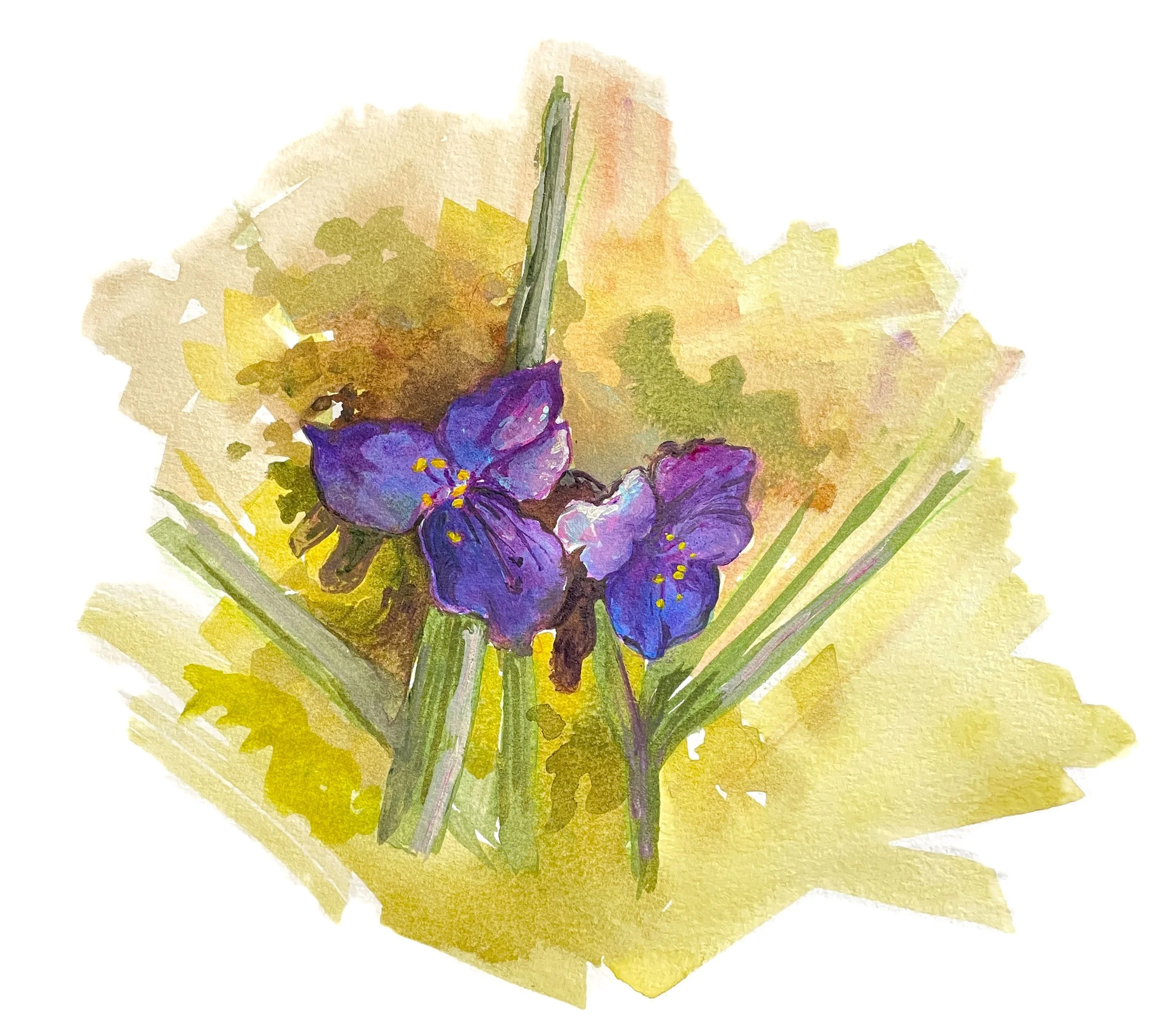 Western Spiderwort