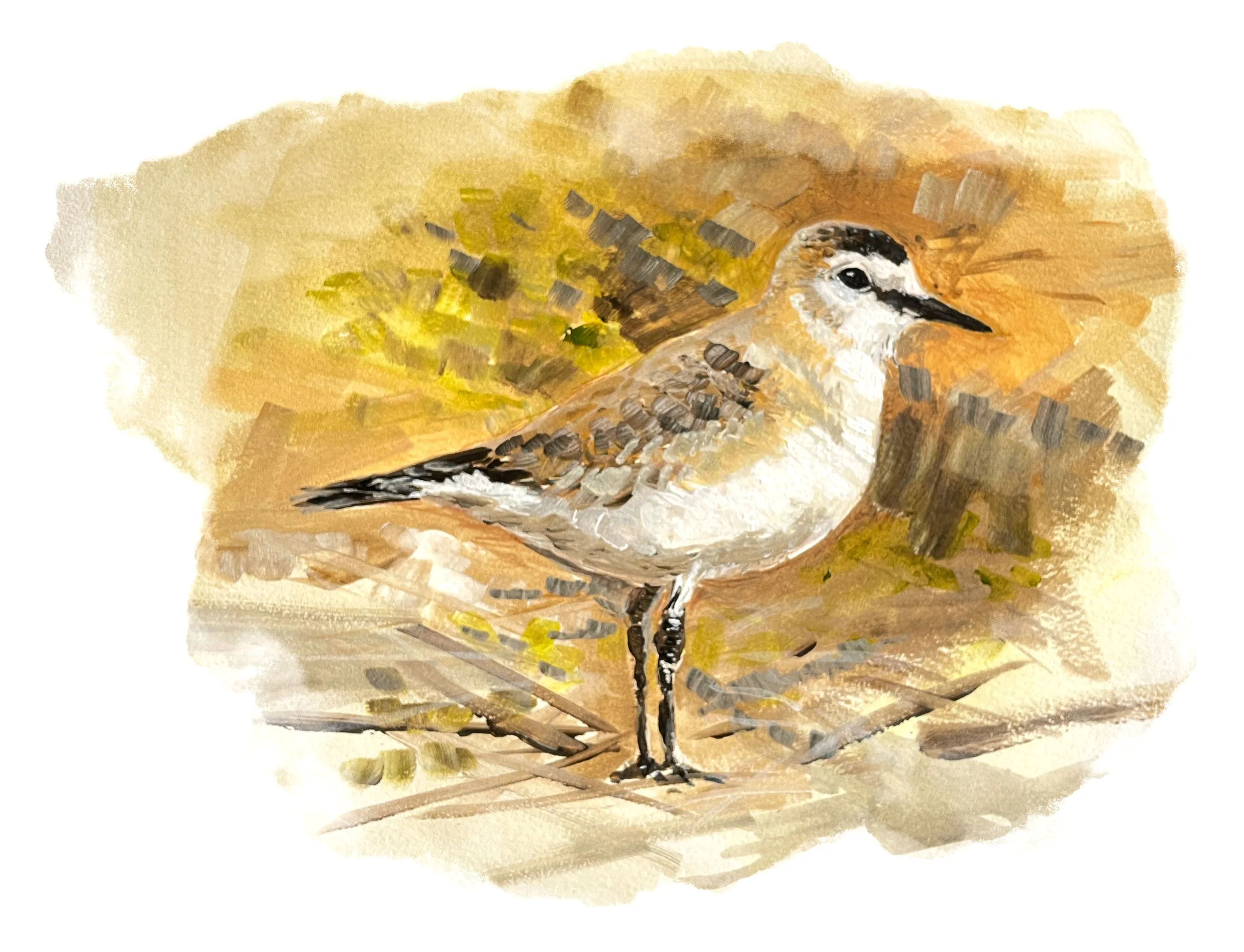 Mountain Plover