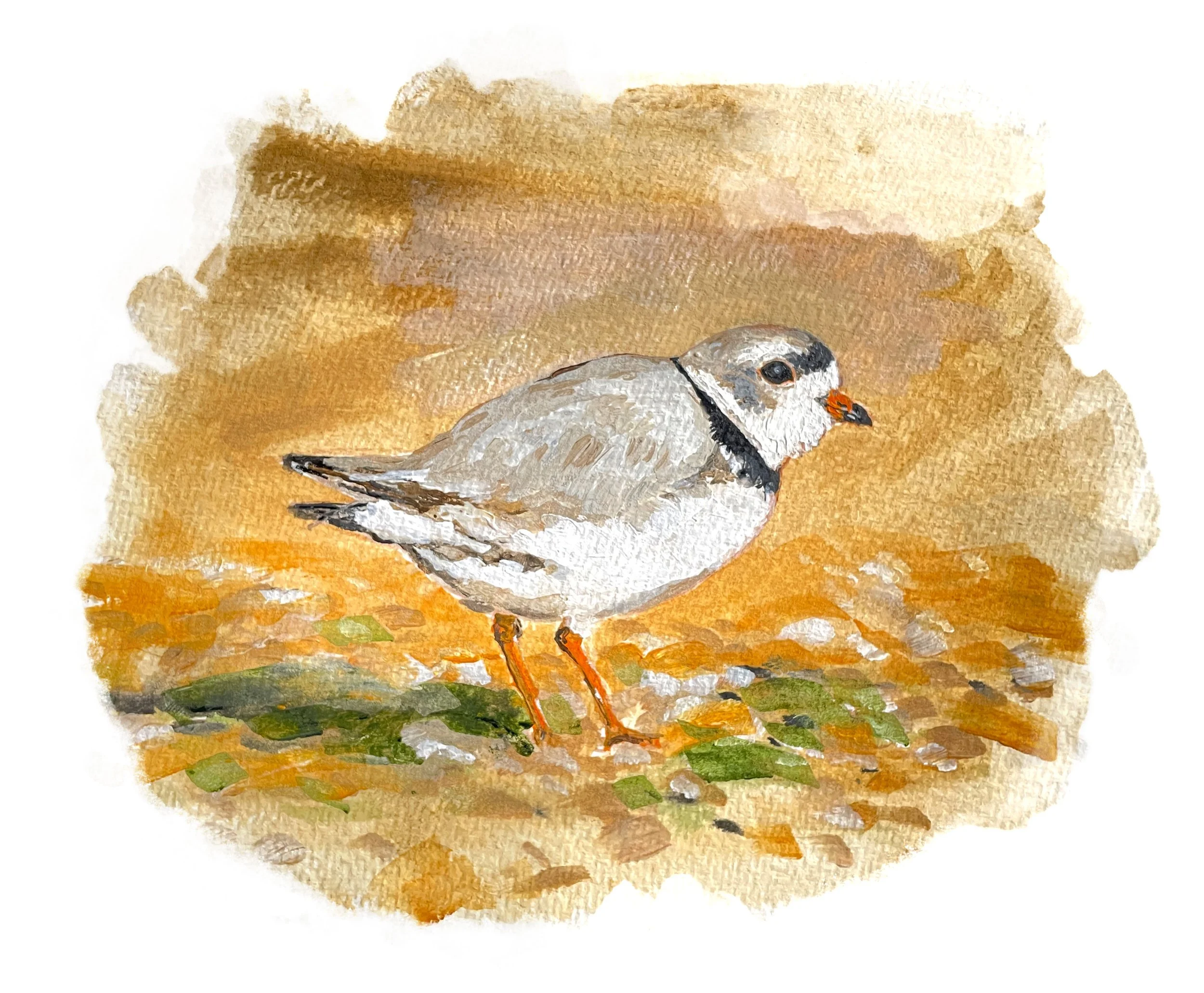 Piping Plover