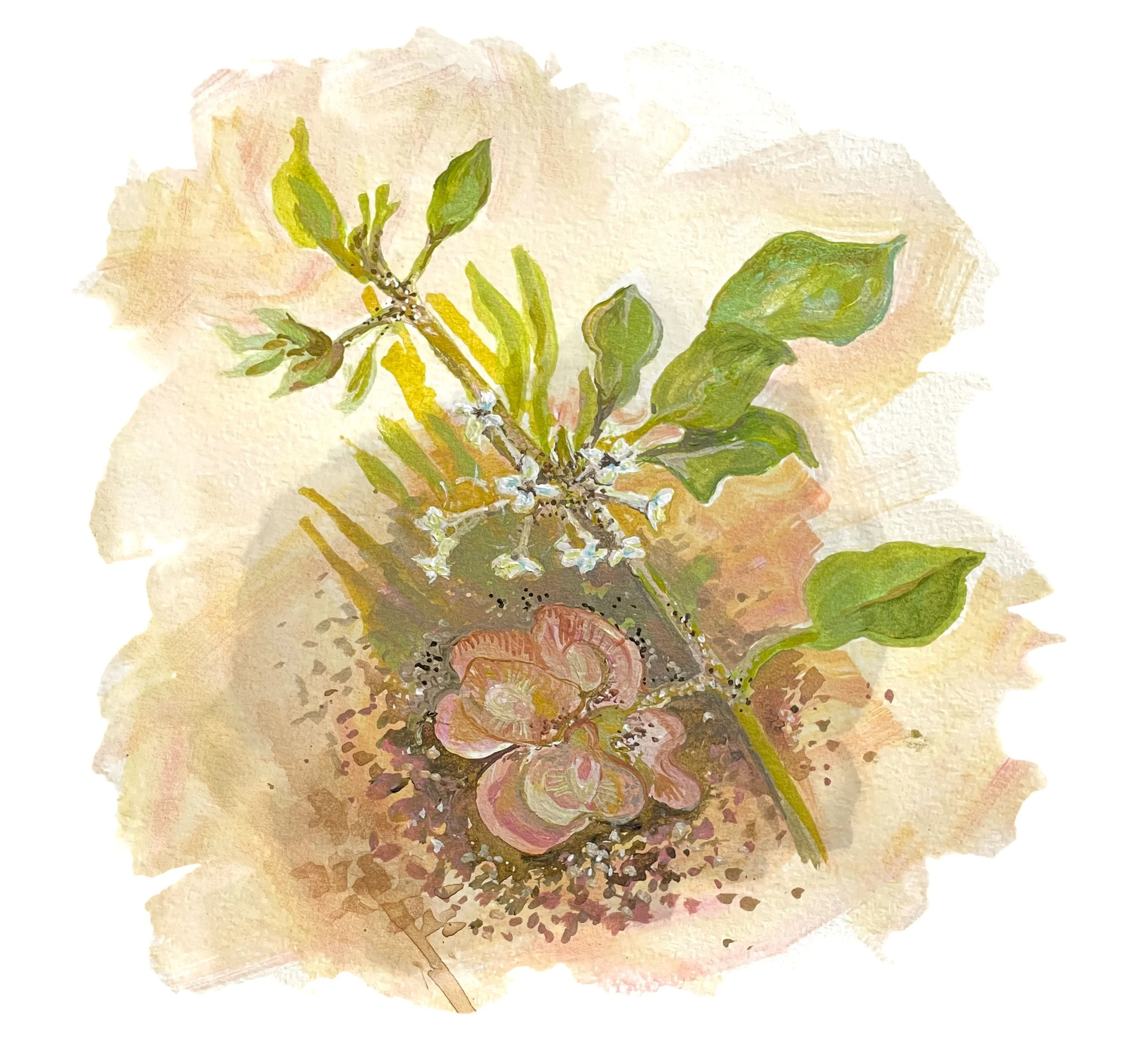 Small-flowered Sand-verbena