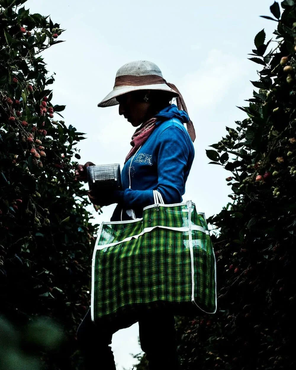 Cuando uno despierta en este mundo rodeado por &aacute;rboles frutales, lo hace tempranito. Despierta a las cr&iacute;as, baja corriendo a la cocina y prepara batidos separados: uno a base de avena, agua y papaya, y otro de pl&aacute;tano con leche q