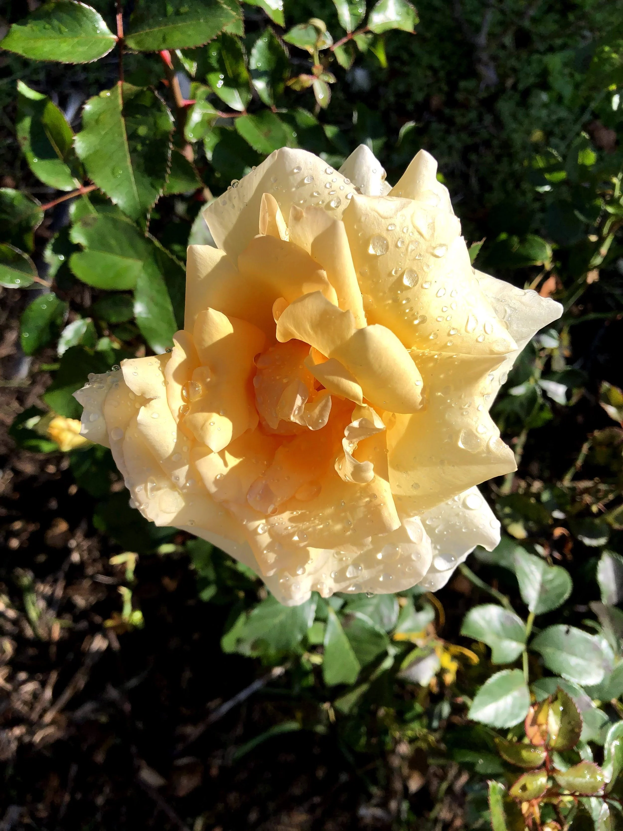 IMG_1855.jpeg