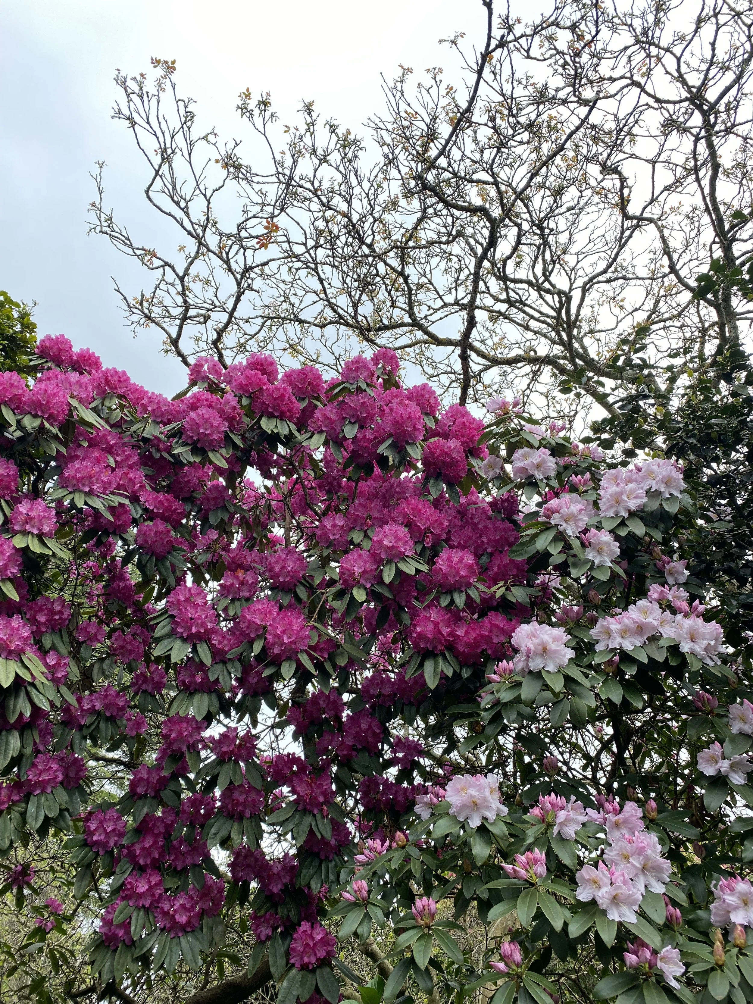 IMG_1137.jpeg
