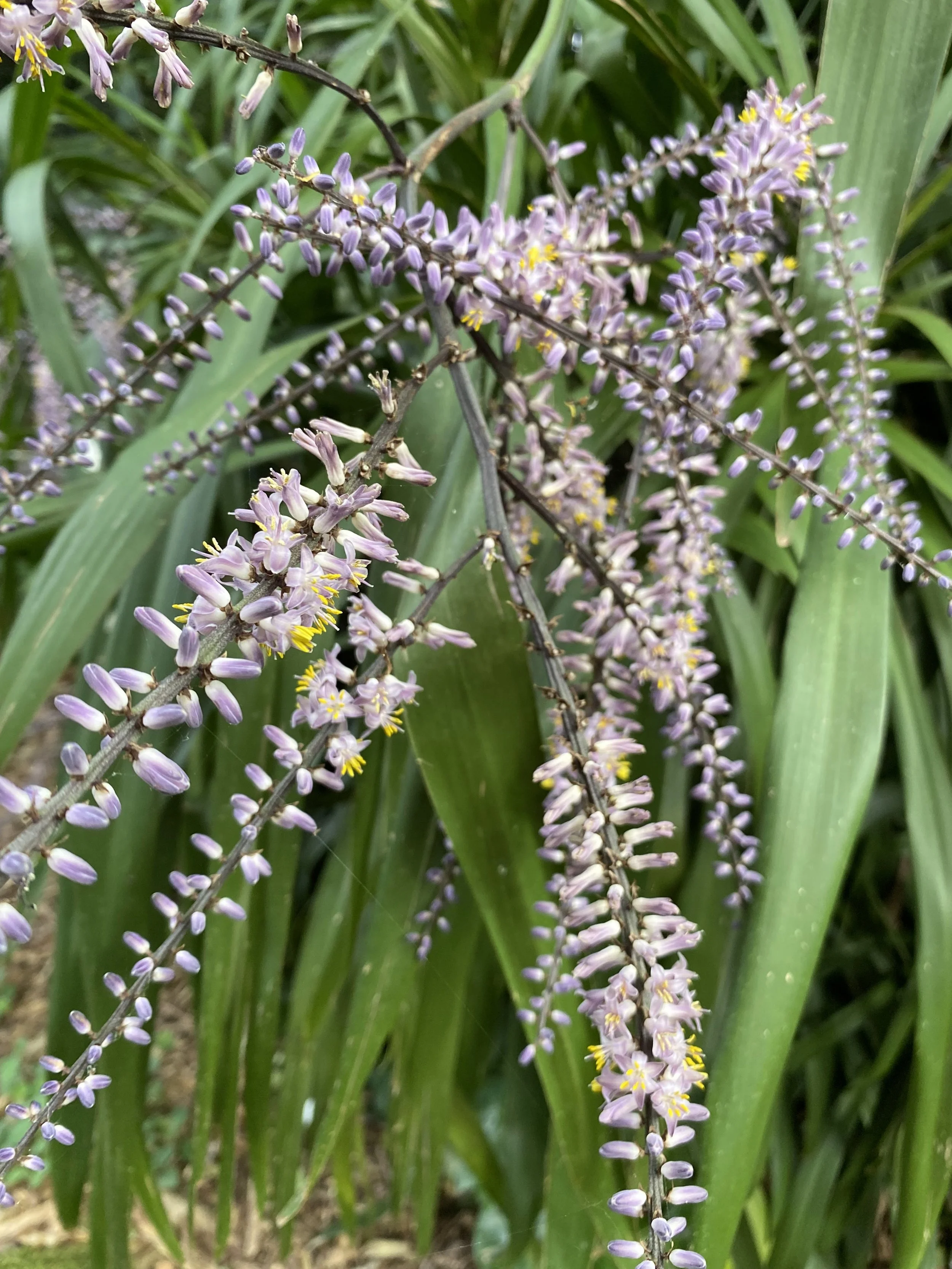 IMG_2291.jpeg