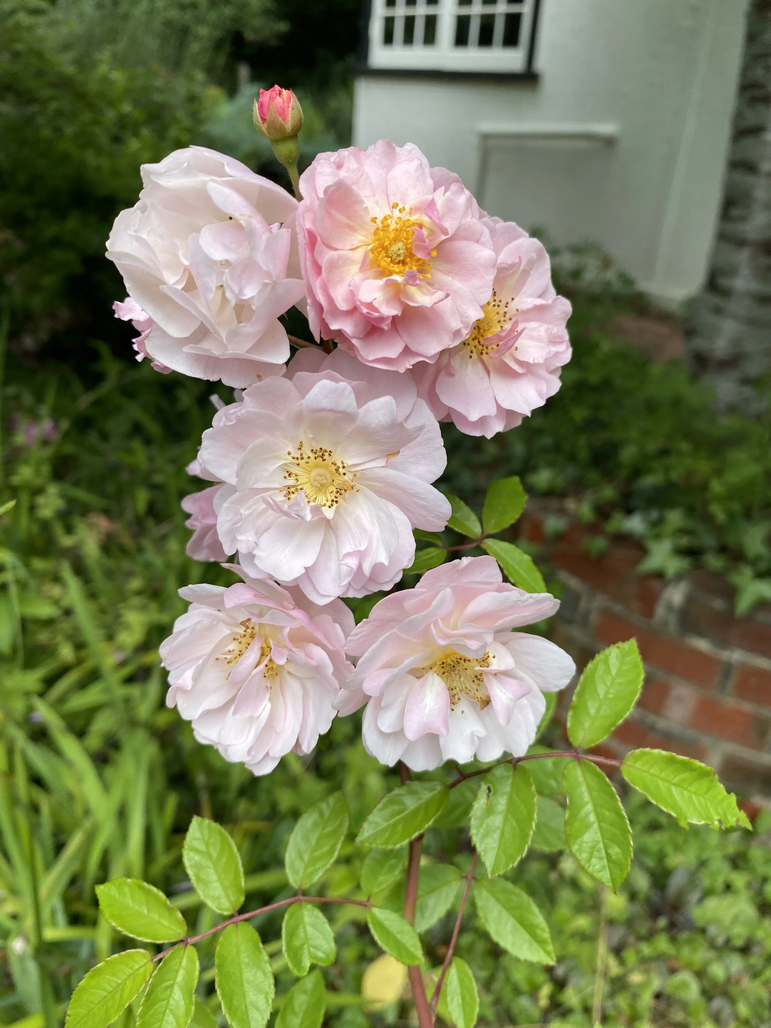 IMG_2464.jpeg