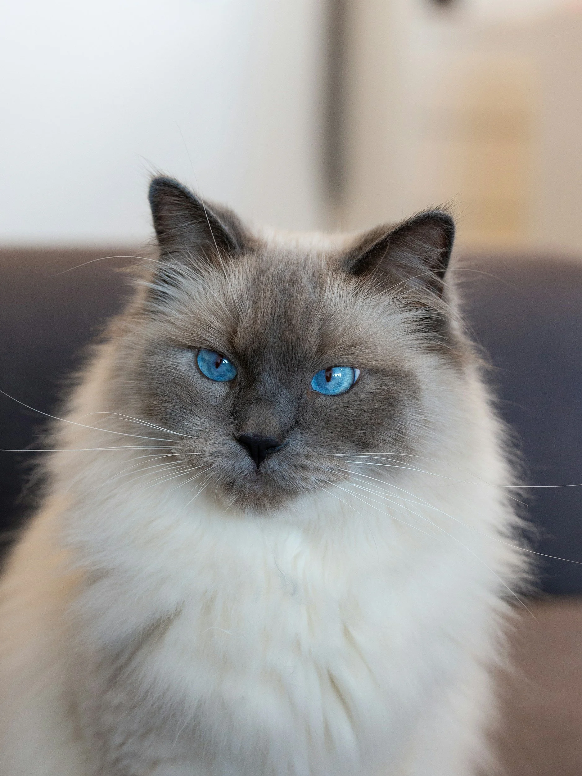 How often should you cat be groomed? 