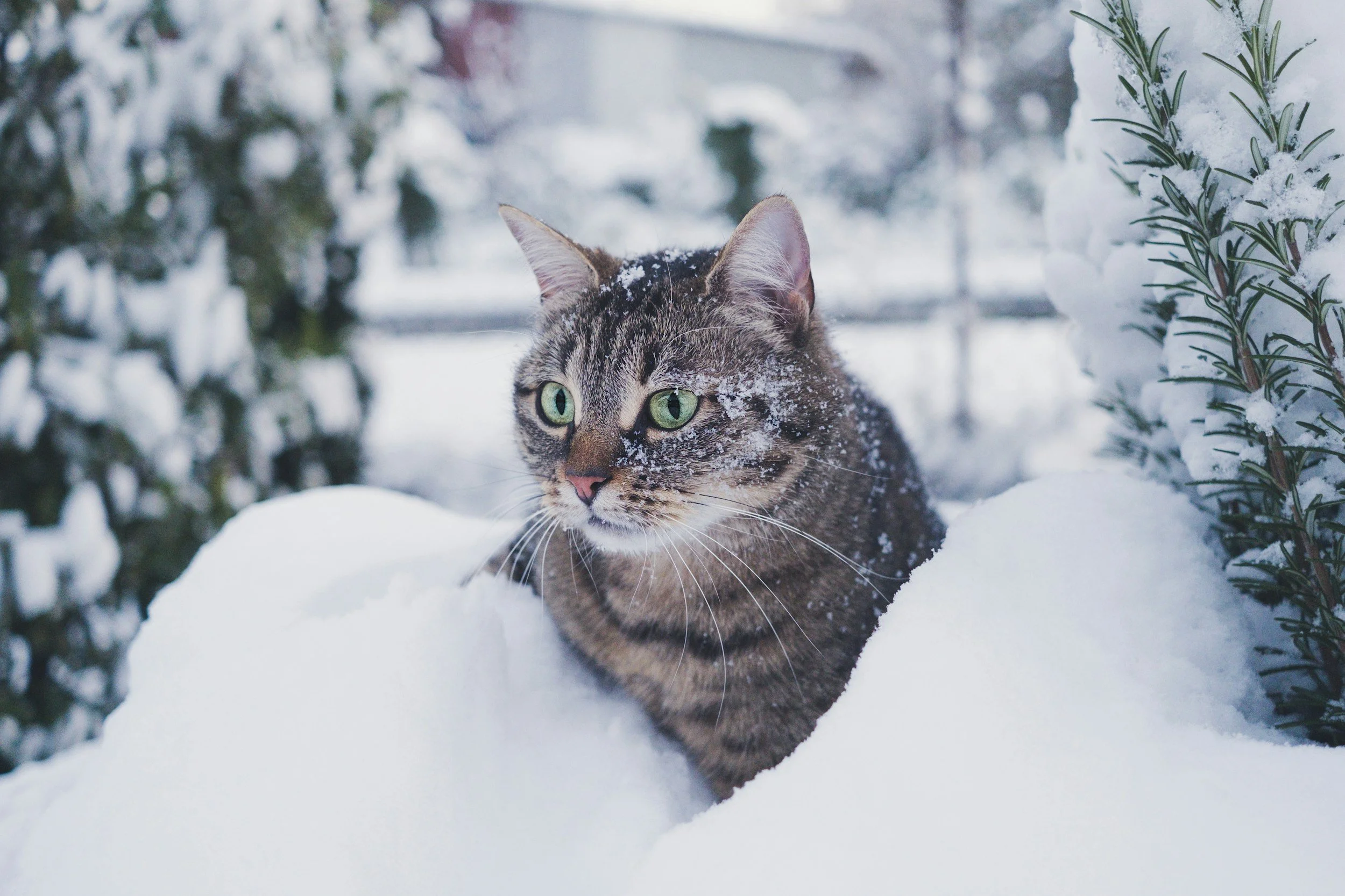 Winter coat care: keeping your cat Matt-free and cozy